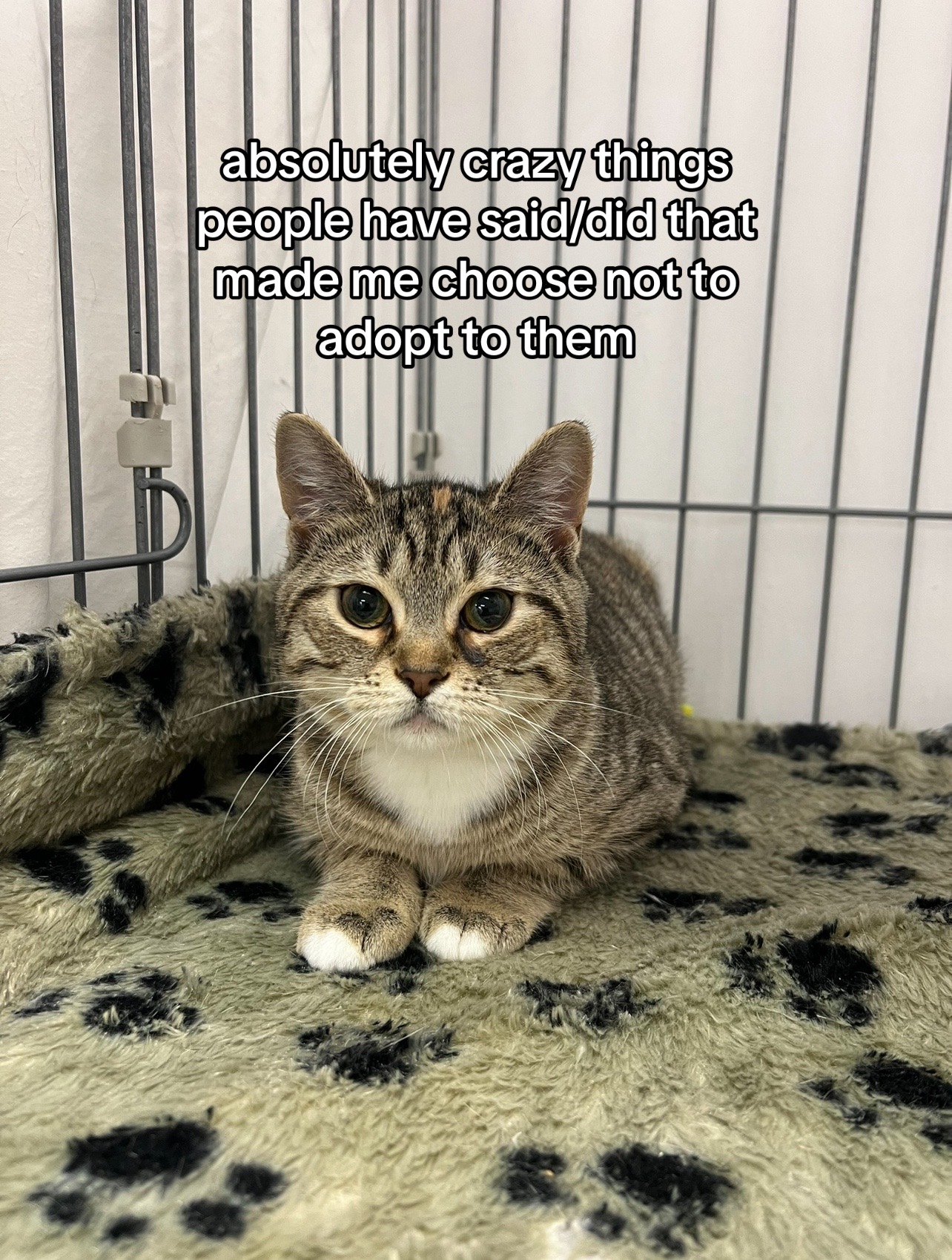 @Deanna | ATL Animal Rescue 🖤