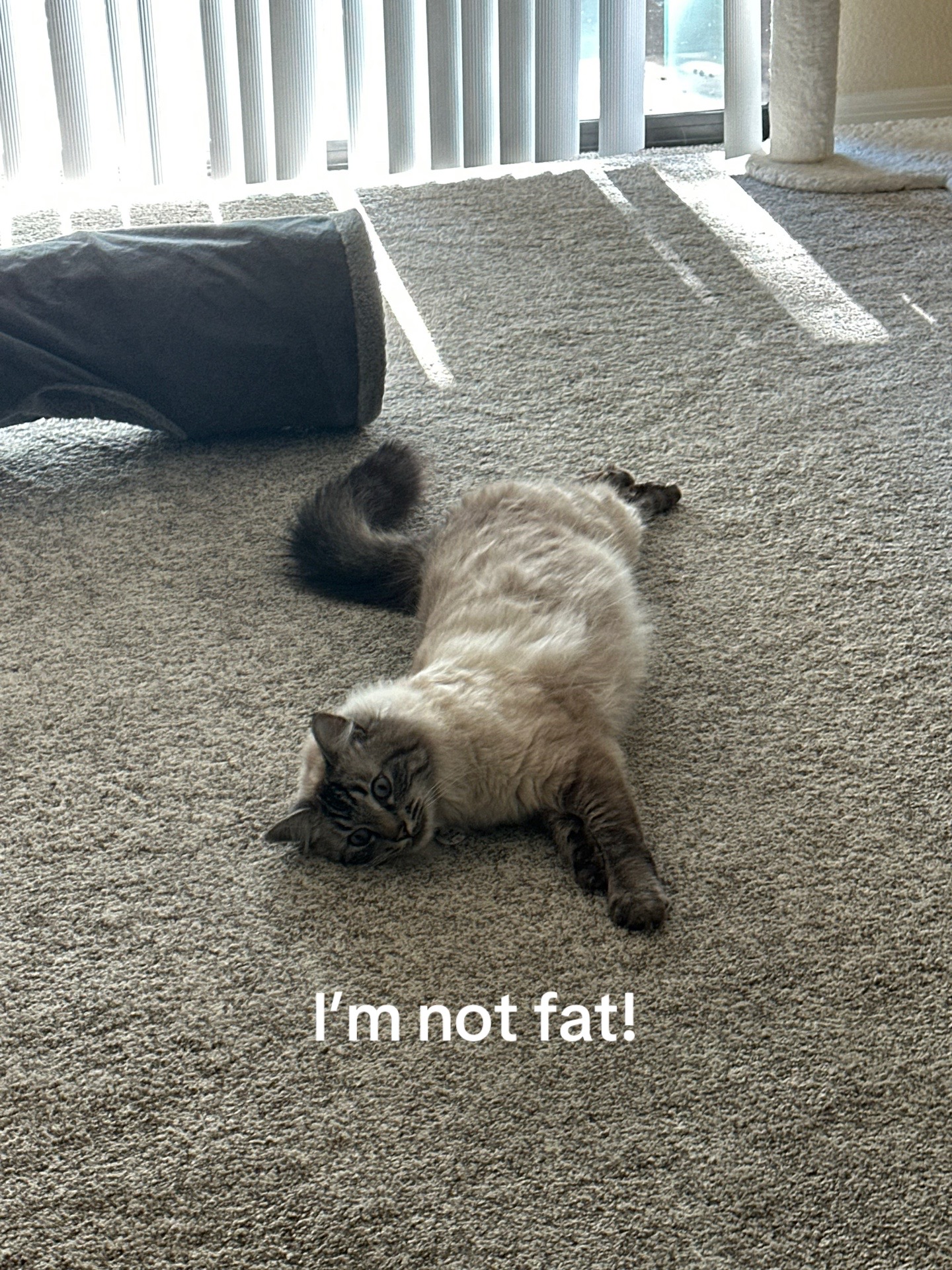 @Ricky and Lucy 🐈⬛