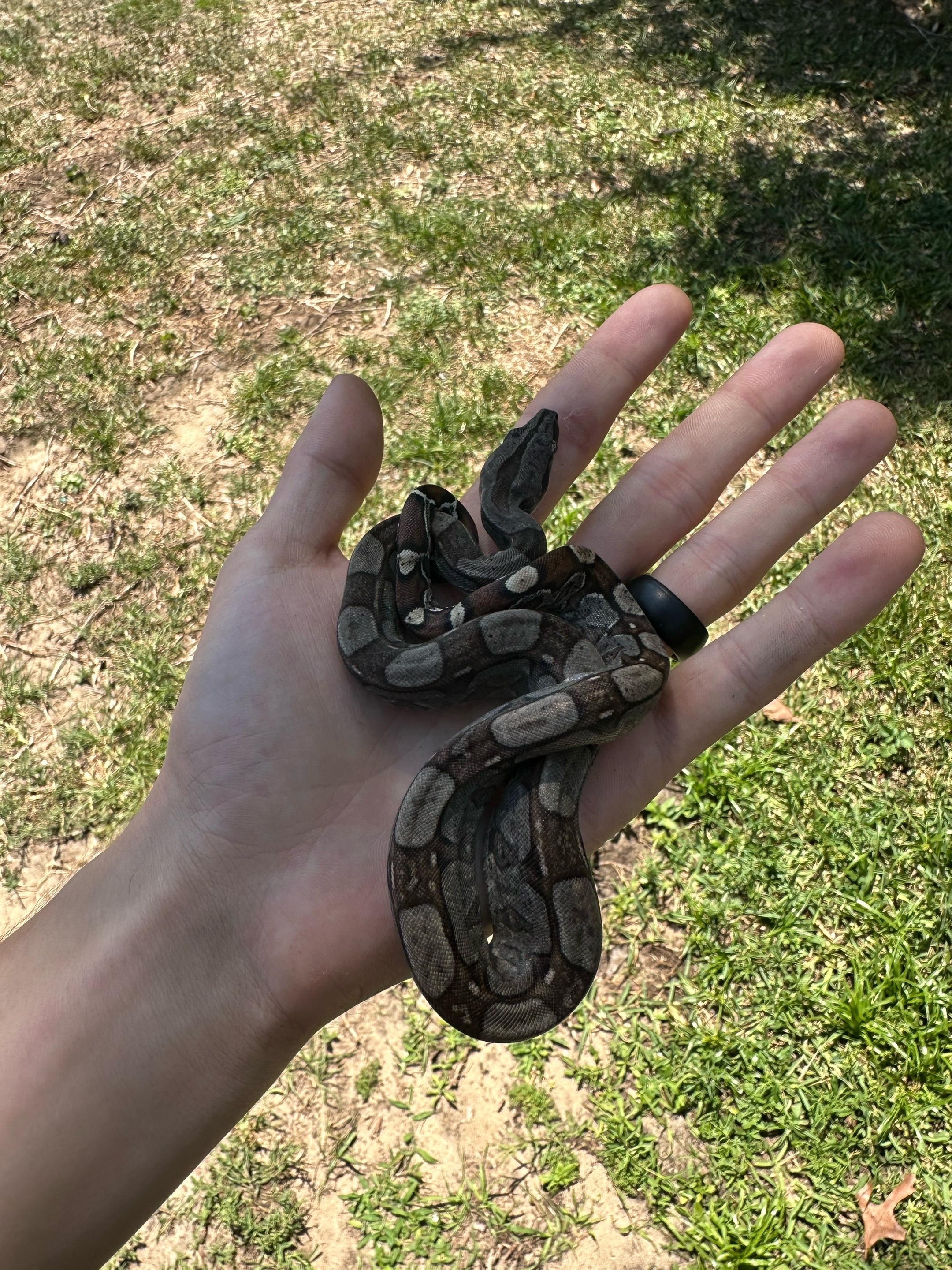 @A&L Reptiles