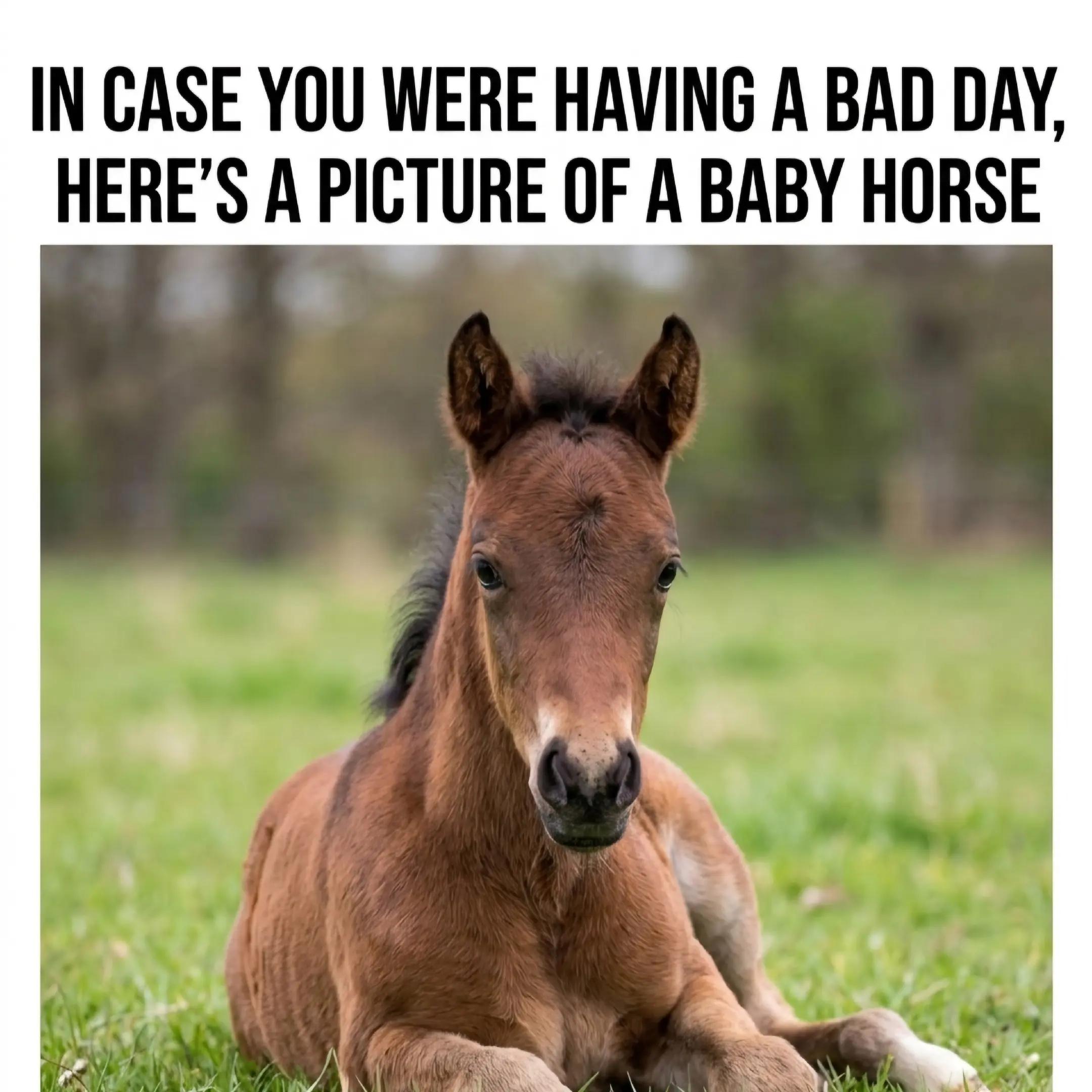 @streamhorse