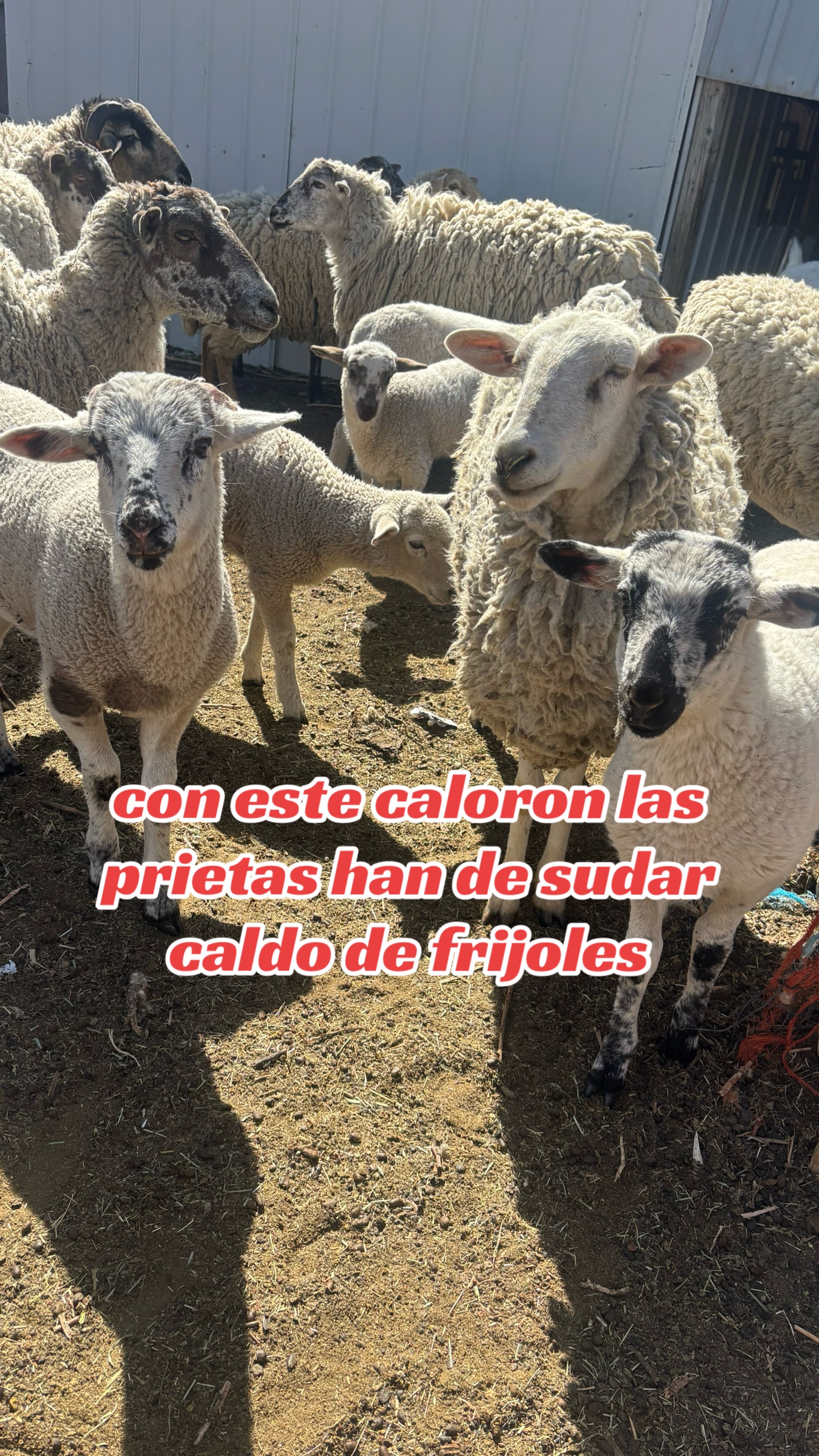 @Sara Anahi