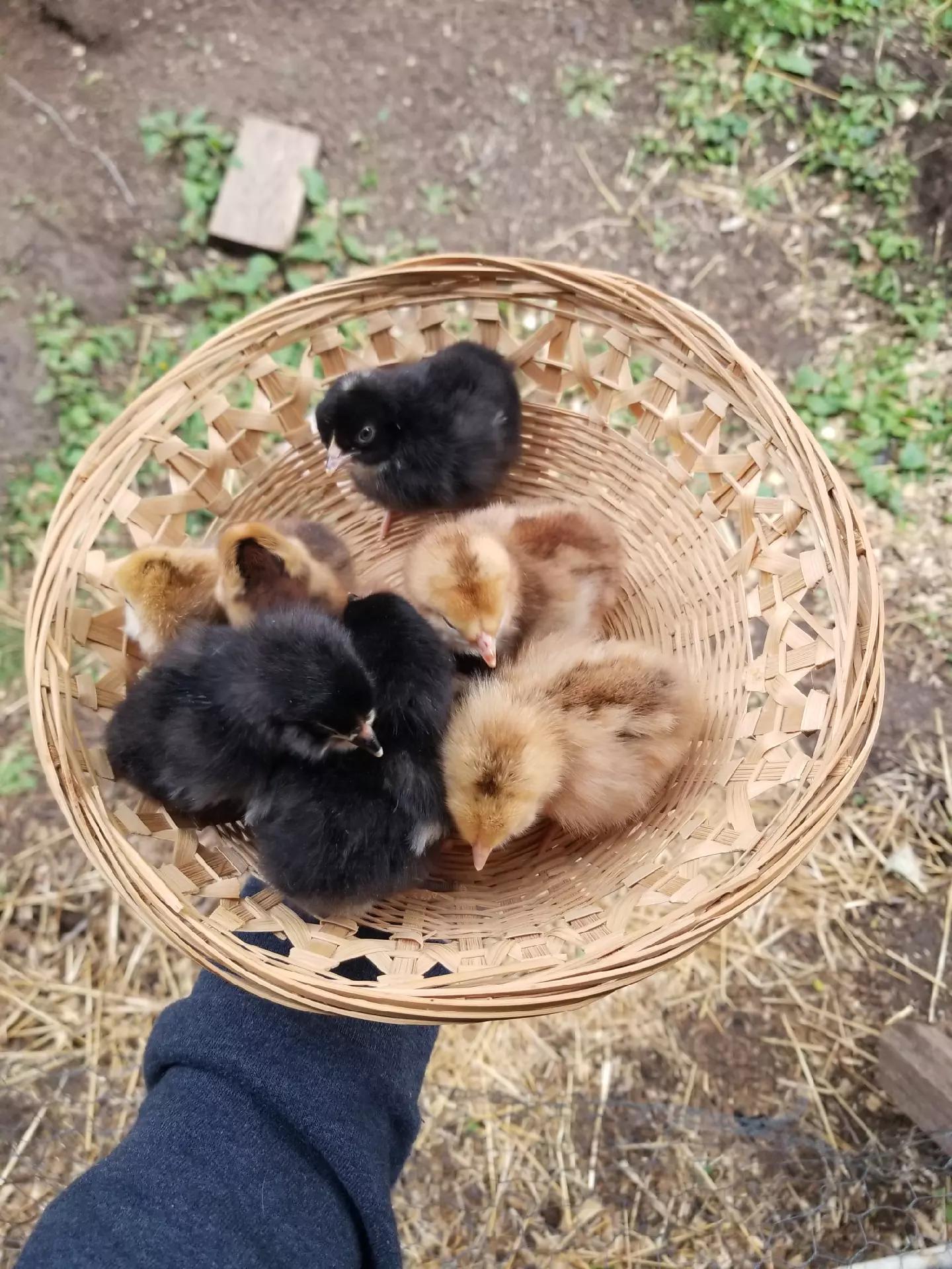 @CityChickenFarm