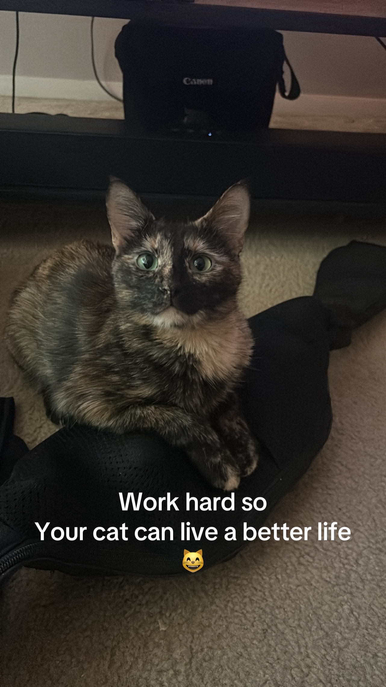 @Purrrrfect Moments