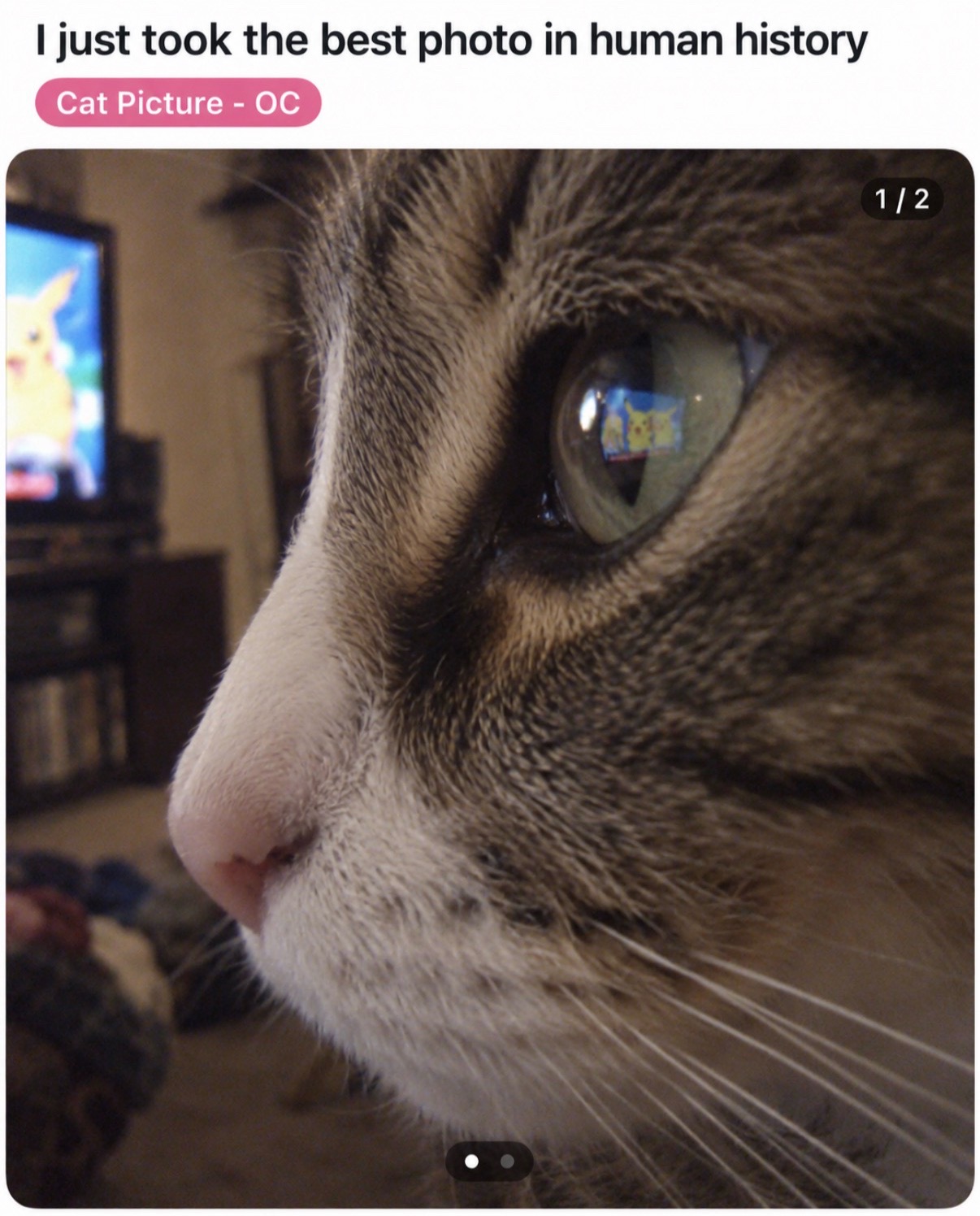 @cat memes