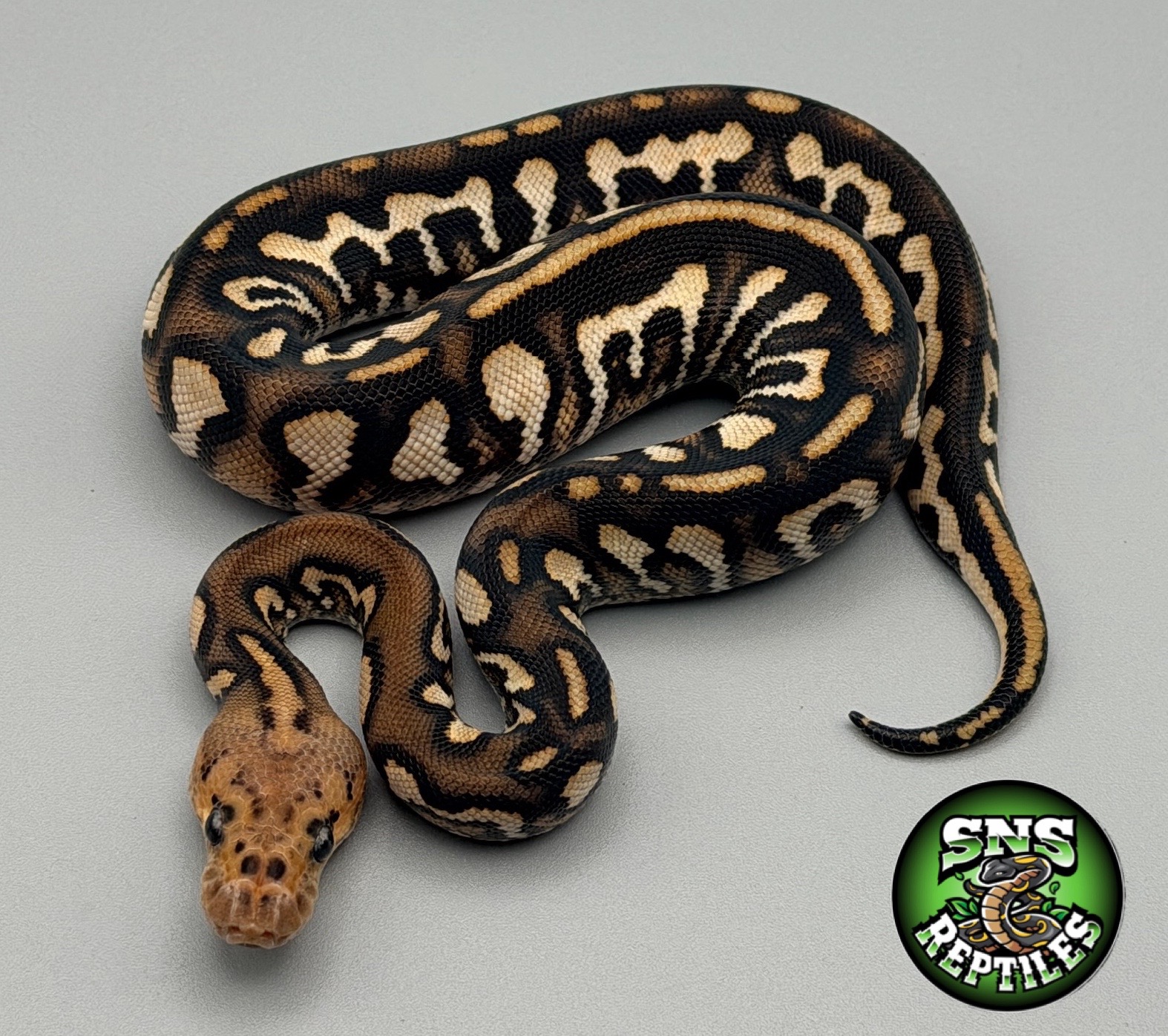 @SNS Reptiles