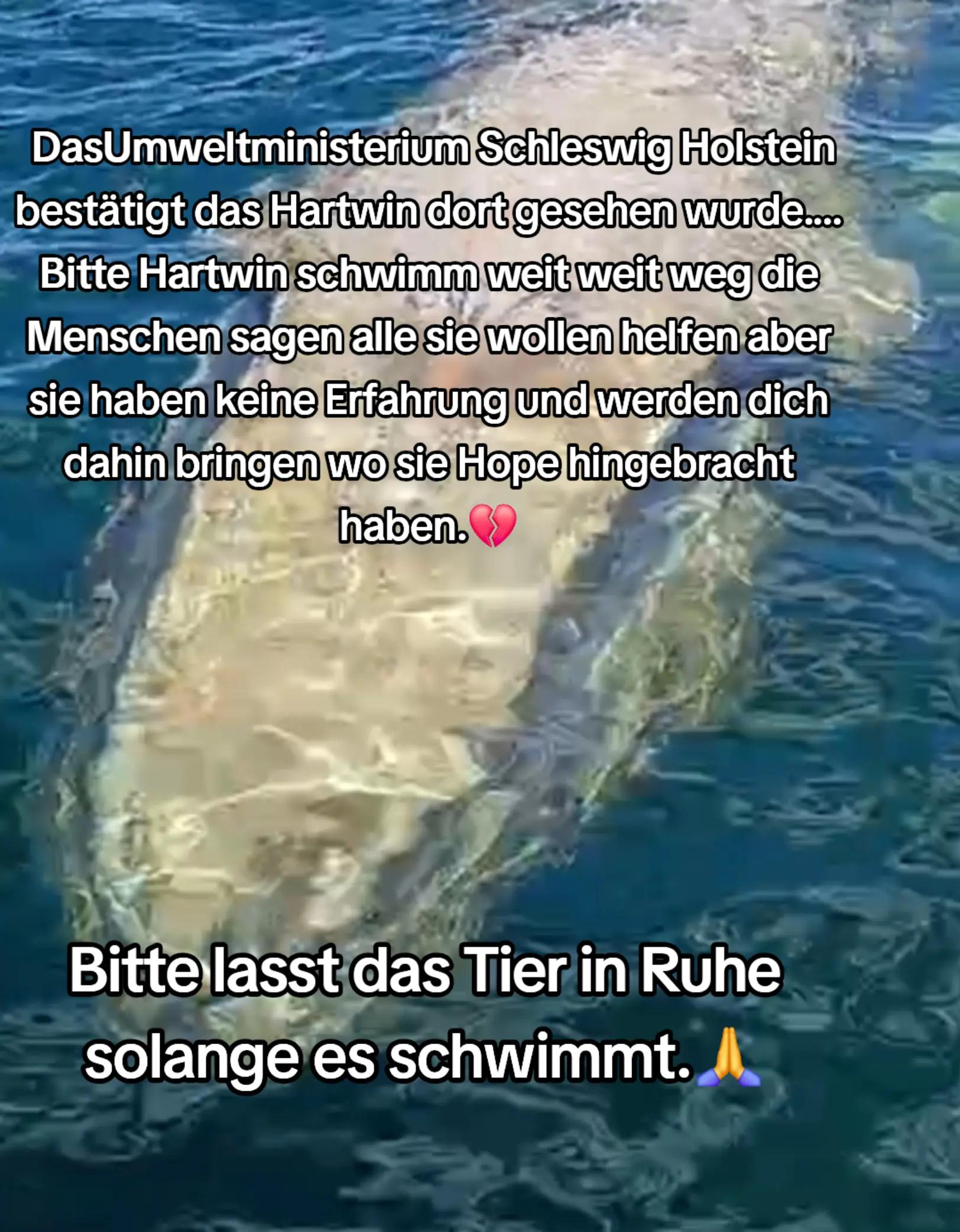 @🐳📚❤️DreamySusu❤️📚🐳