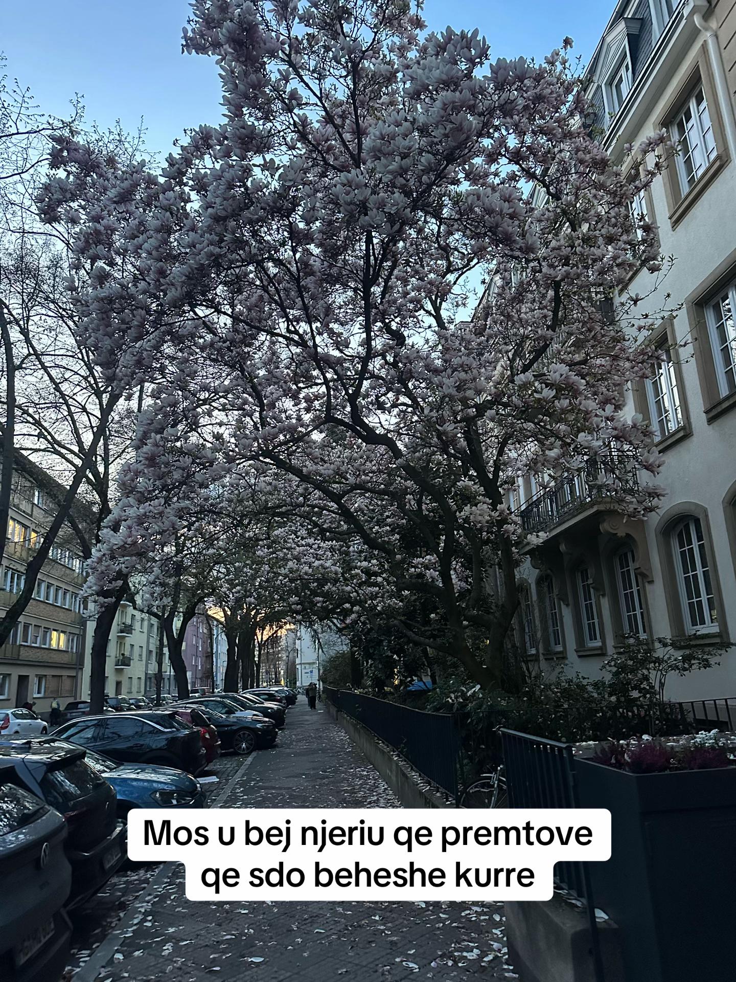 @Fjaleshpirti