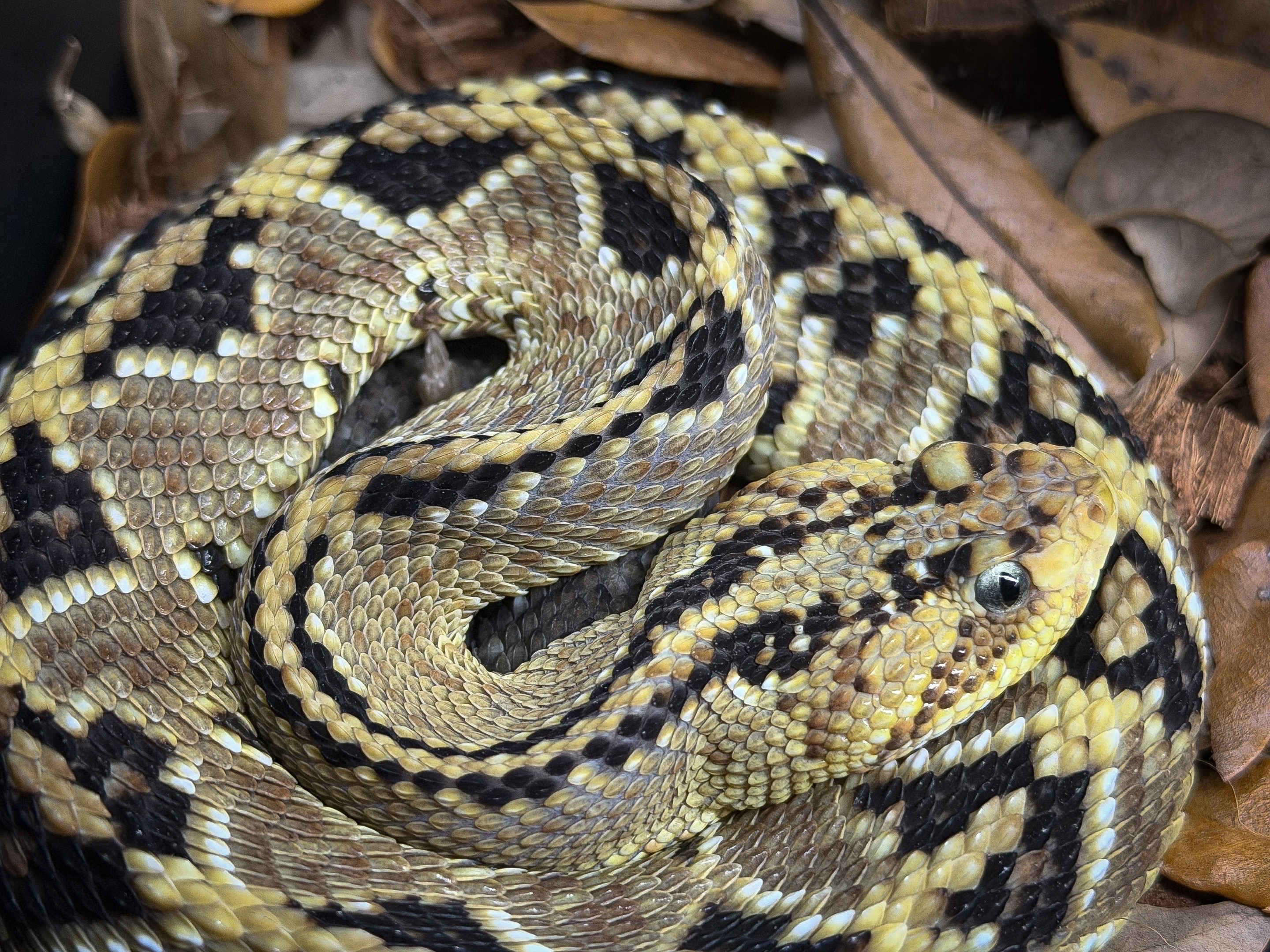 @SavageryReptiles