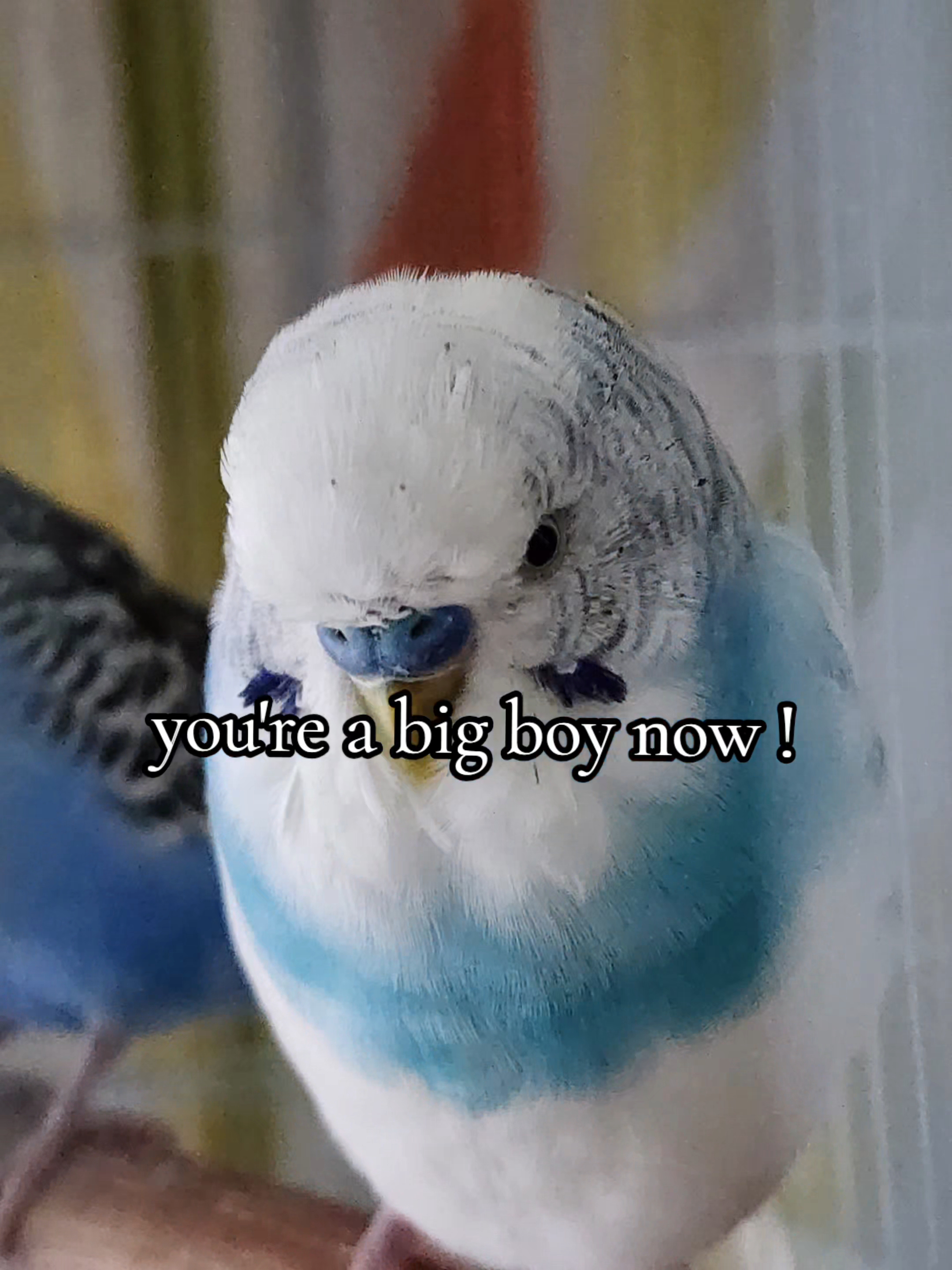 @OwlCatz