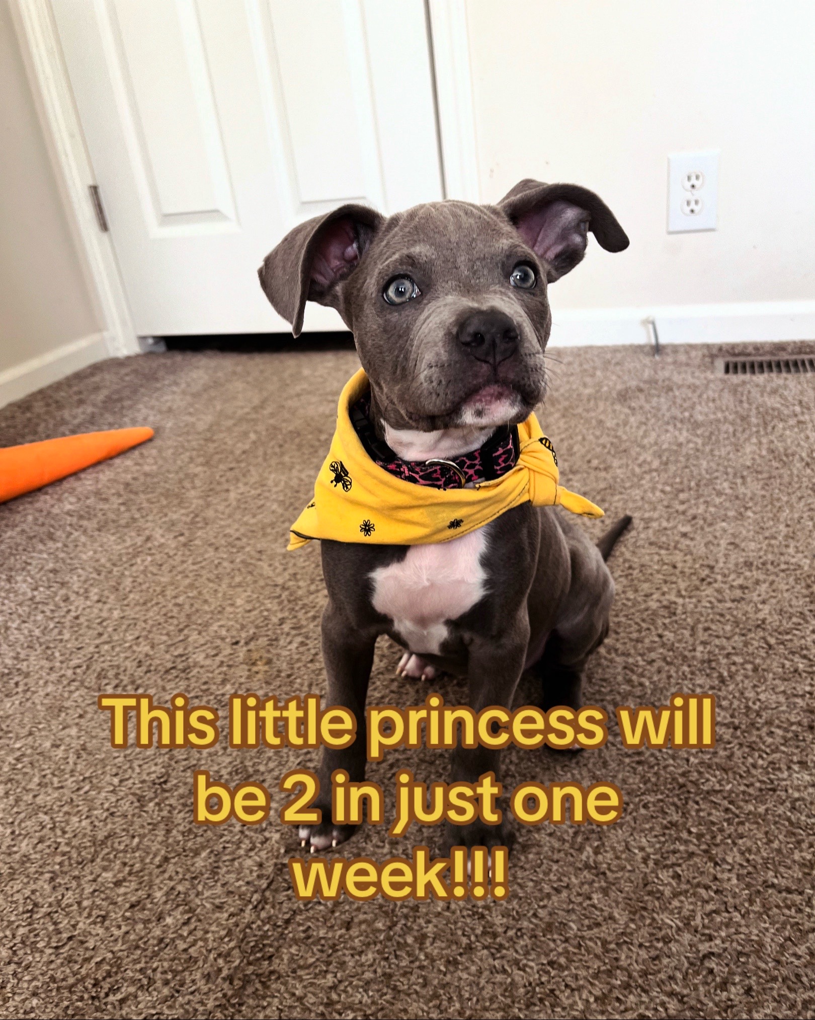 @Ivy the pitty