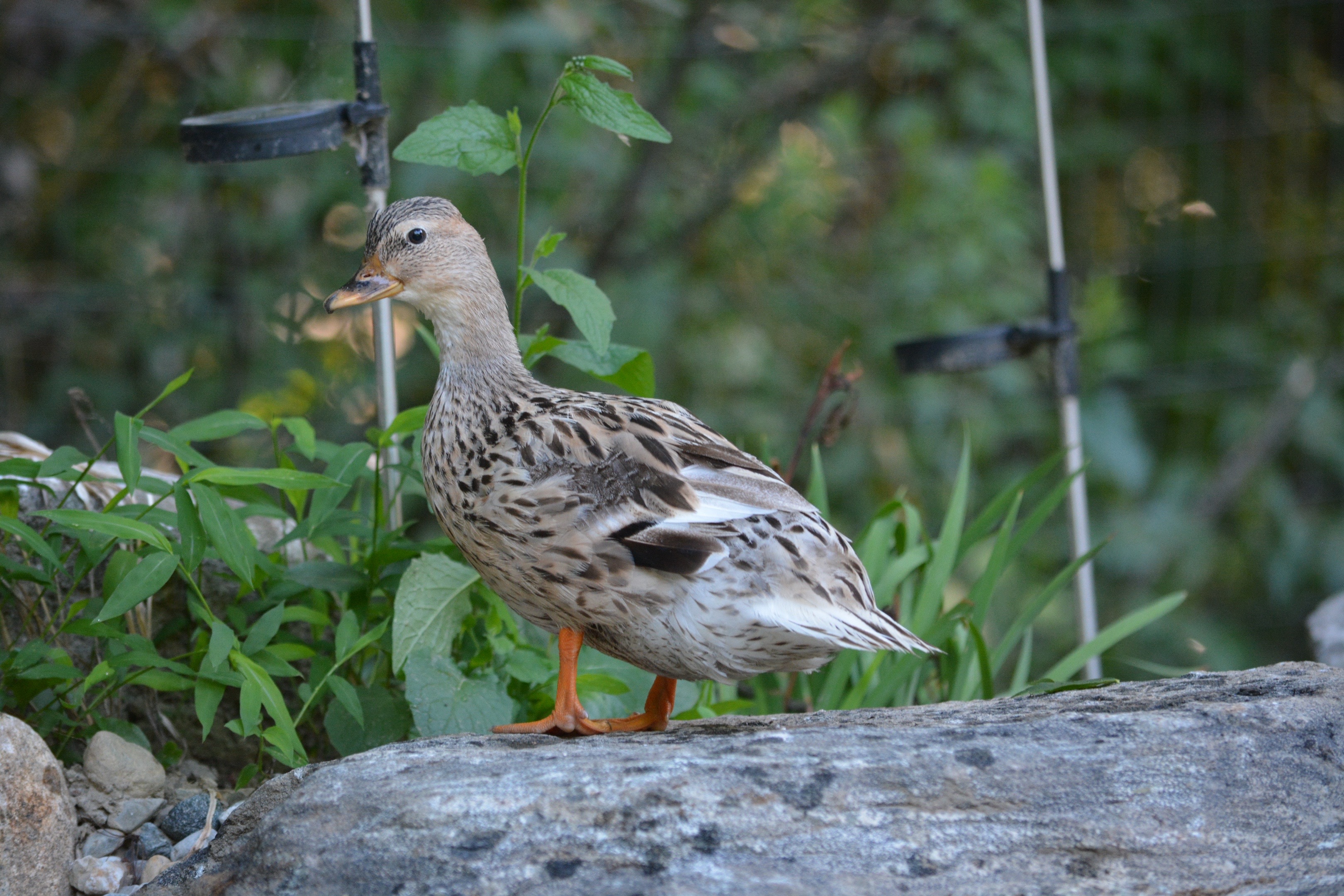 @The Quack House