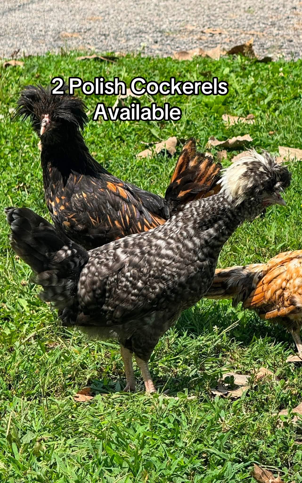 @Matthew’s Feathered Farm