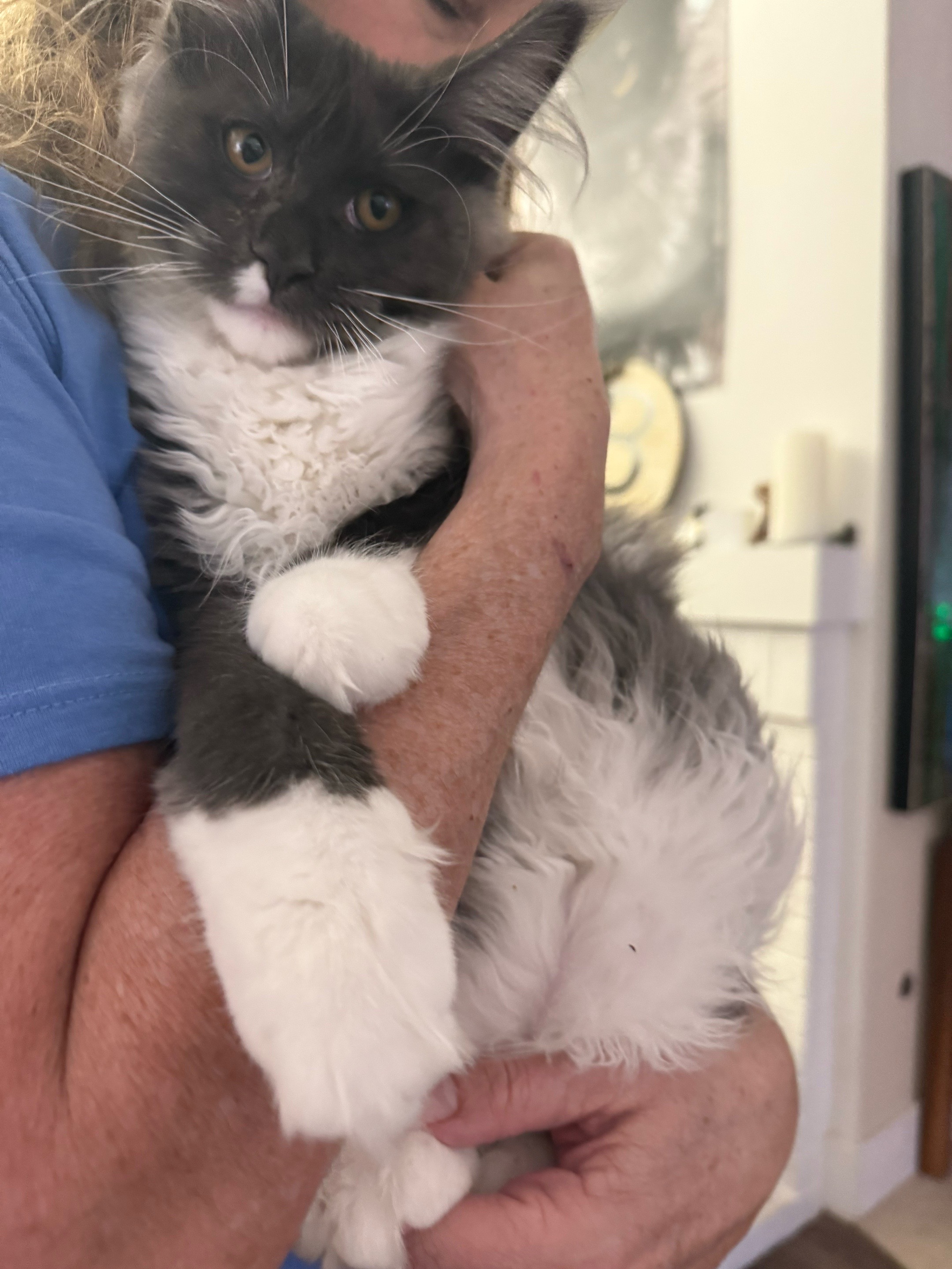 @StarKingdomMaineCoons