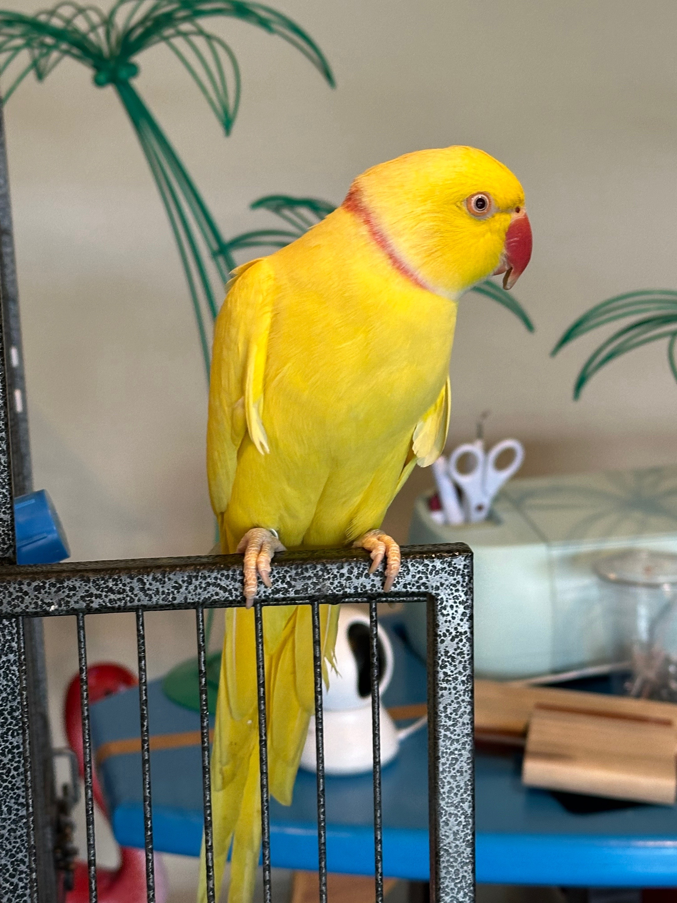 @Tweety the Ringneck