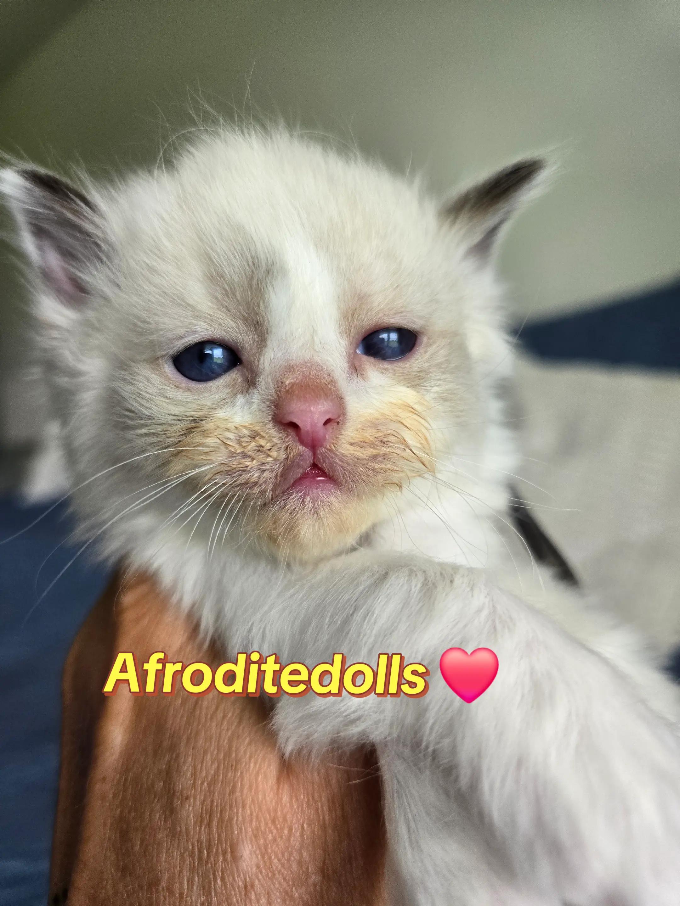 @AfroditeRagdolls💖