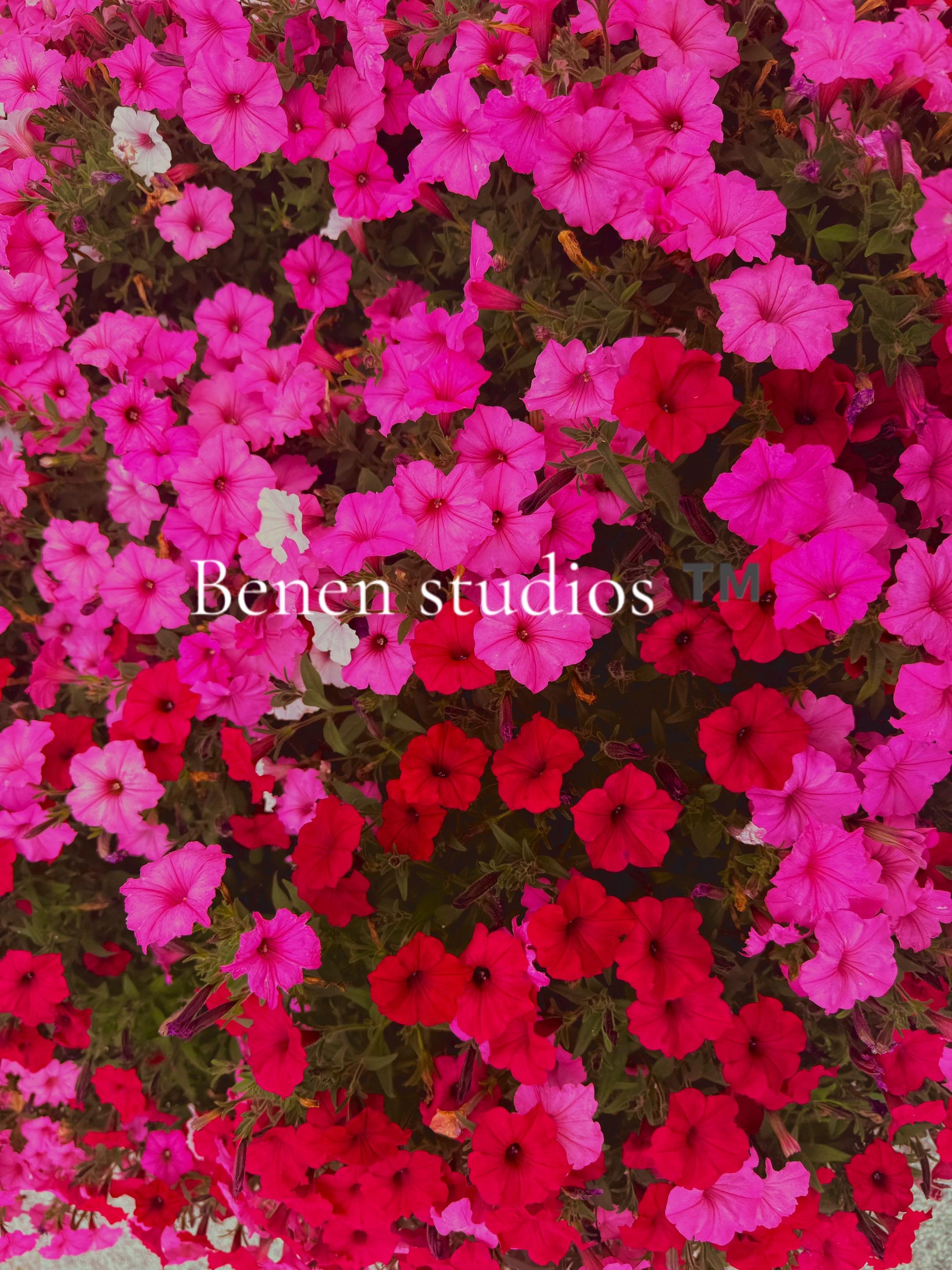 @onlybenen