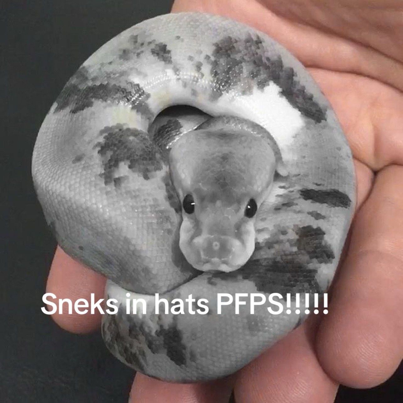 @Snek In A Hat