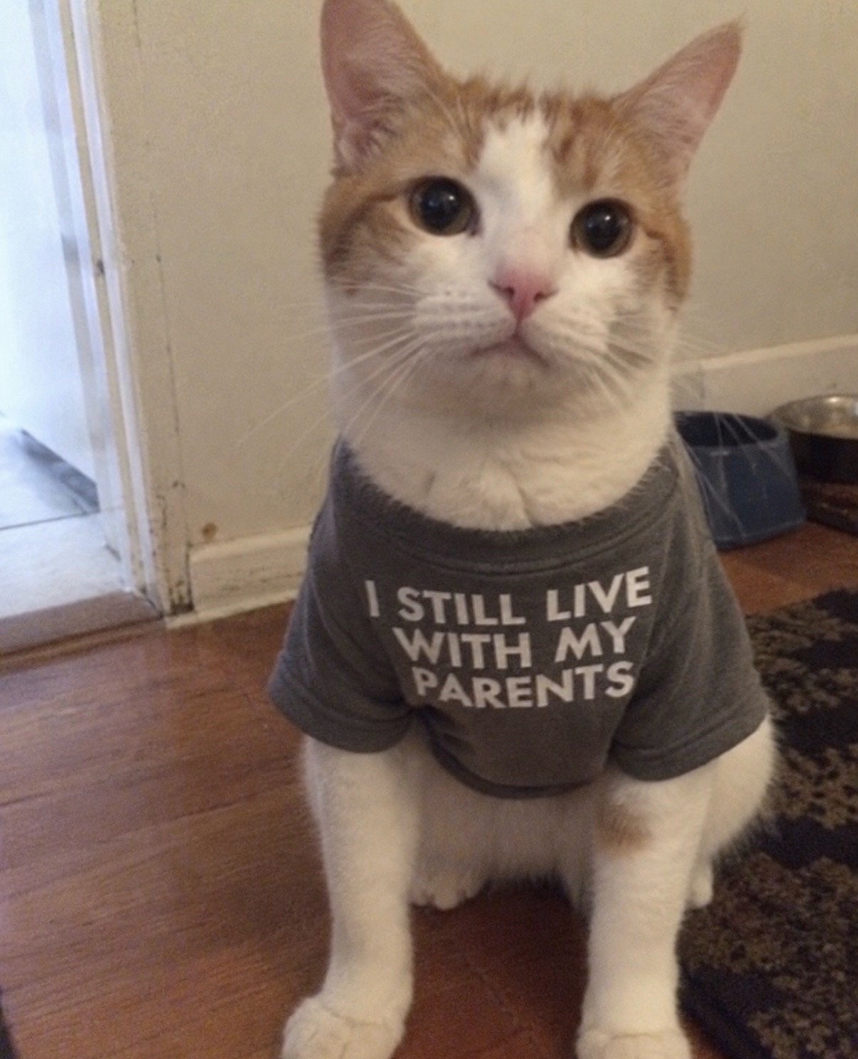 @cat memes