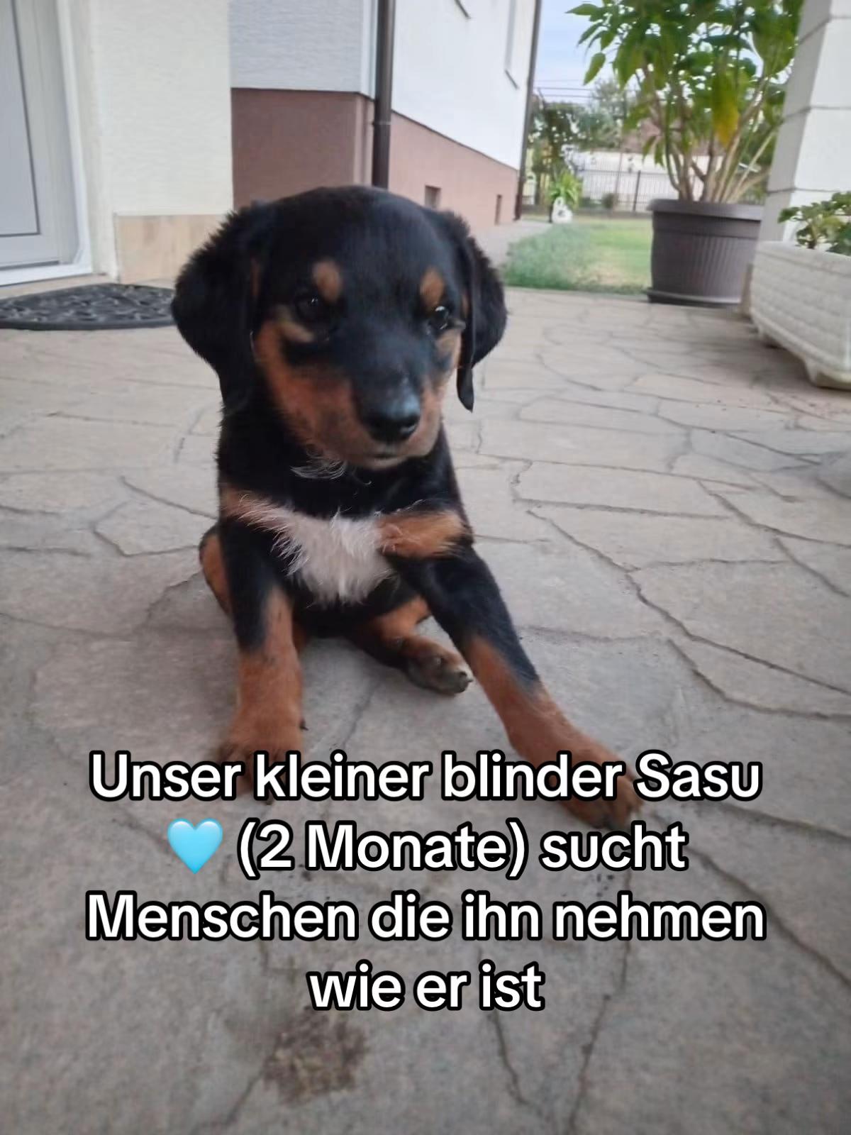 @Ankerhunde e.V.