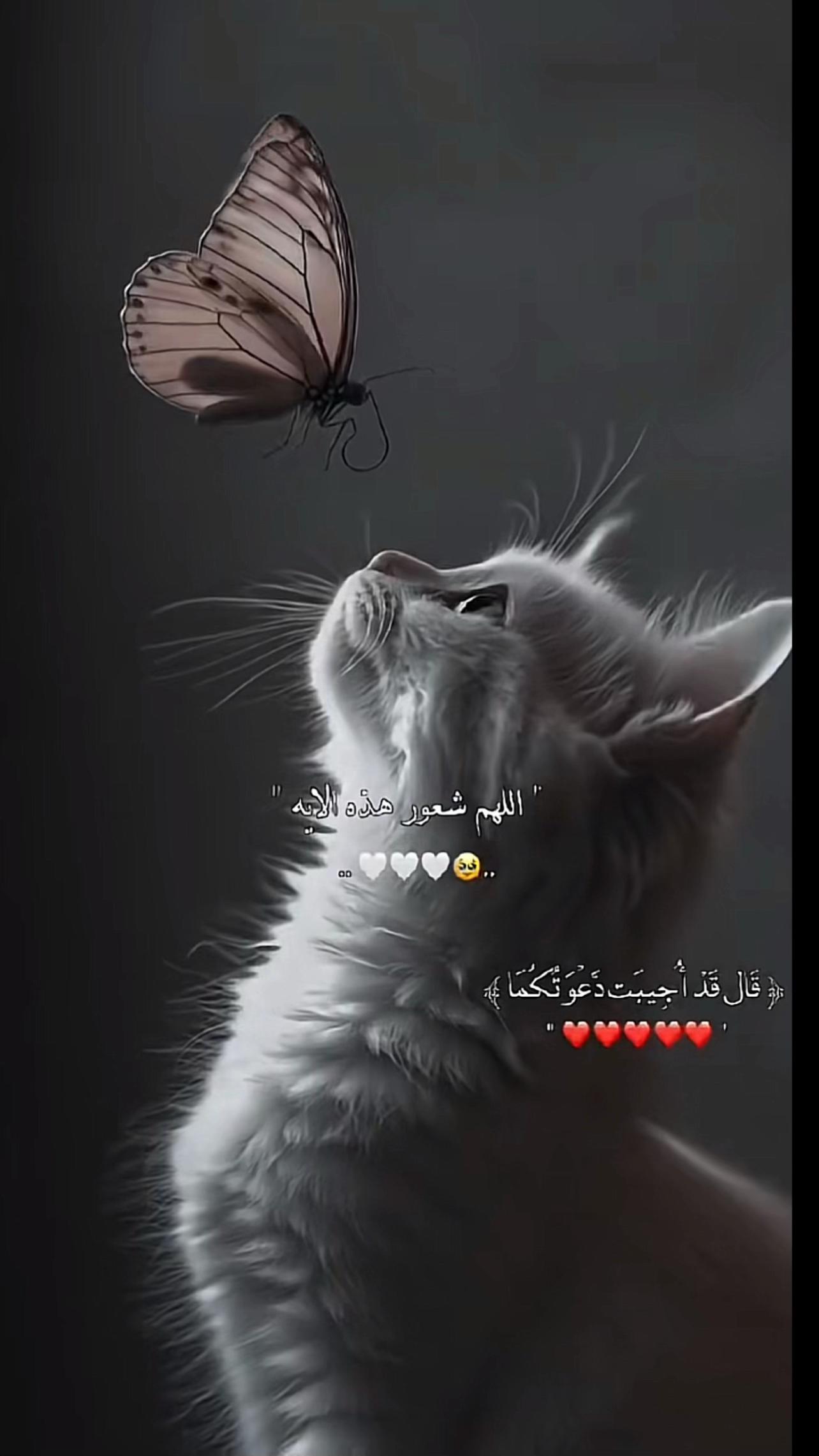 @🌺👑✨سمو الملكه بيان ✨👑🌺