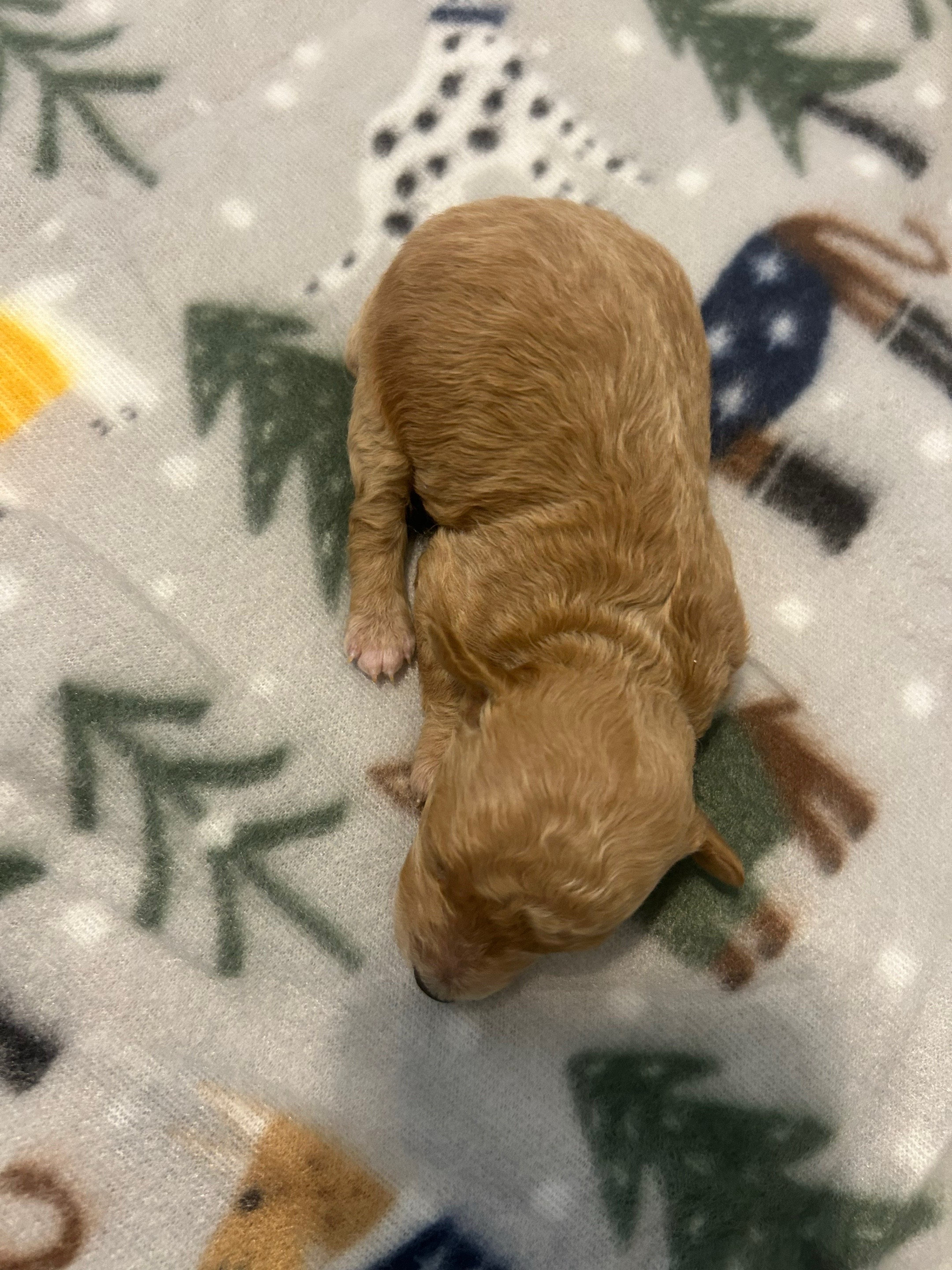 @Shortcake_kennel_2