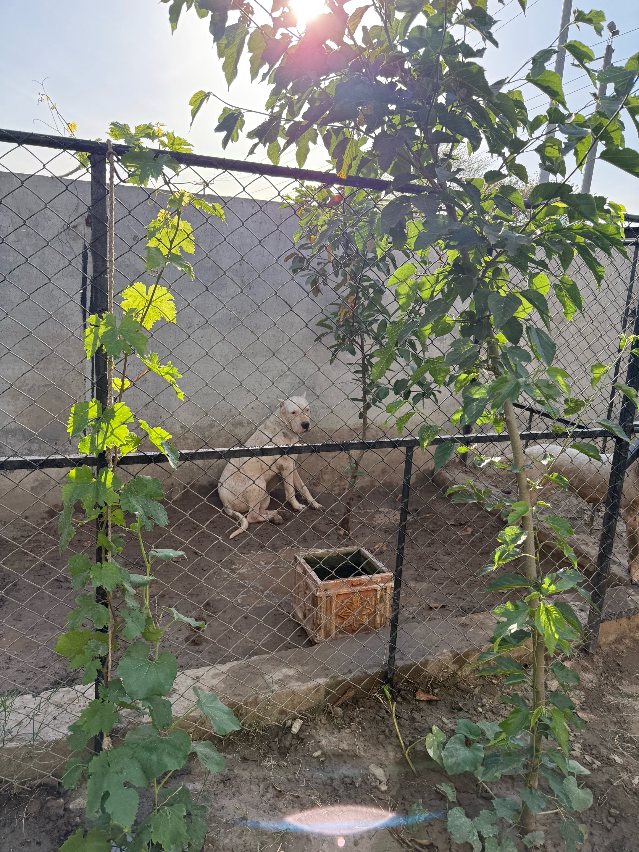 @LIGER the DOGO ARGENTINO