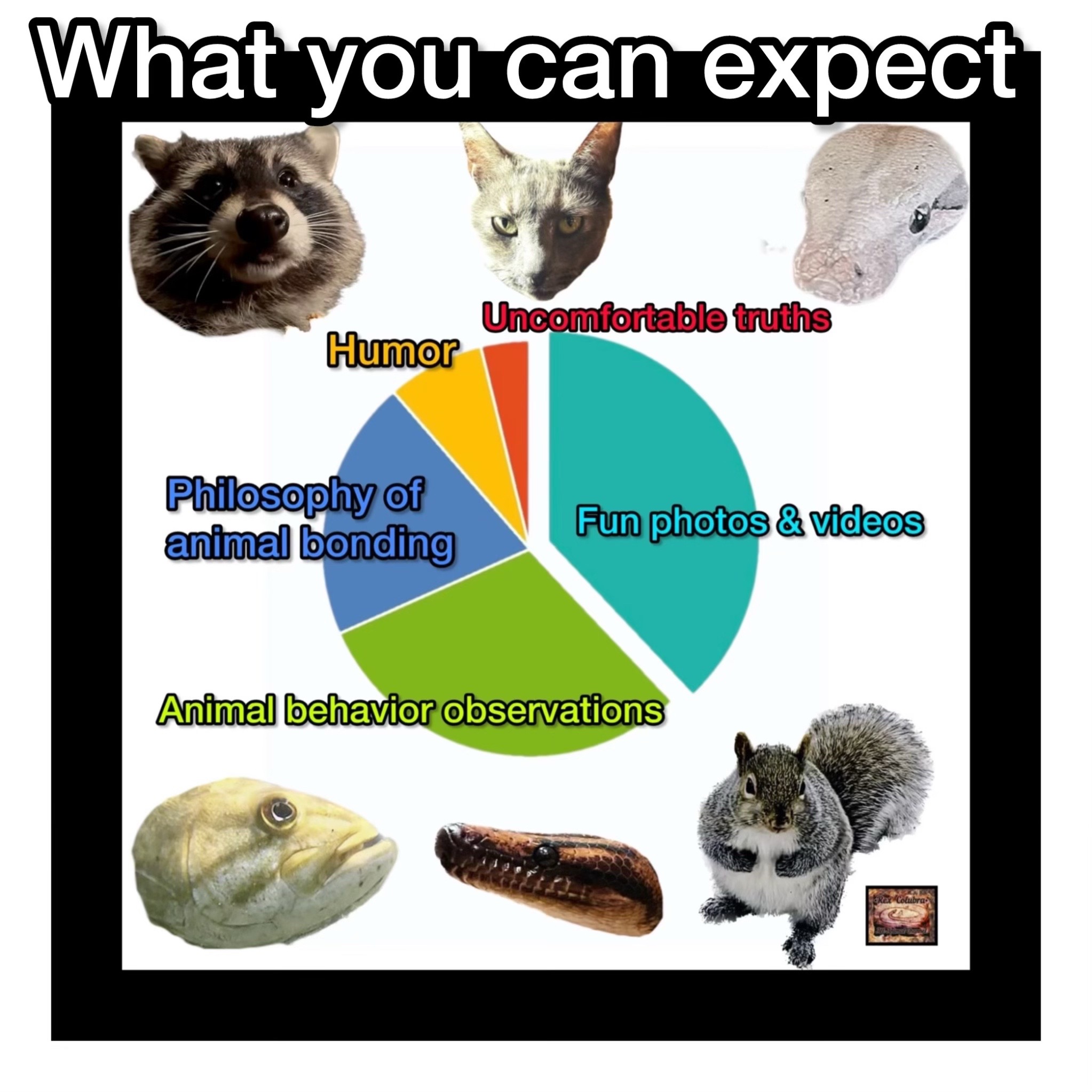 @The All-Animal Channel