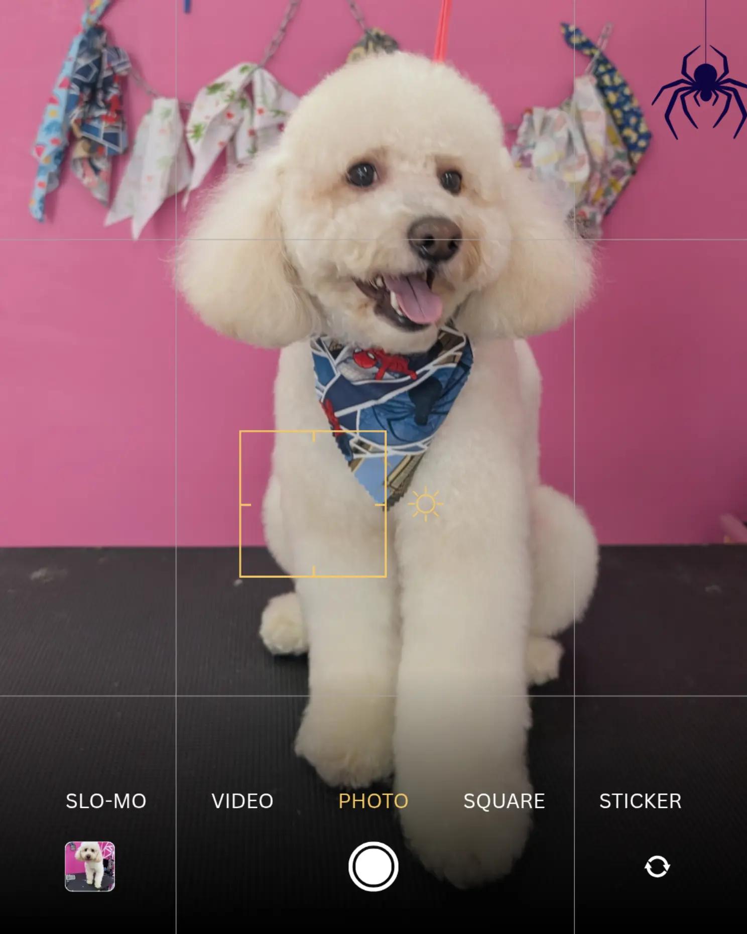 @bubulabapetgrooming