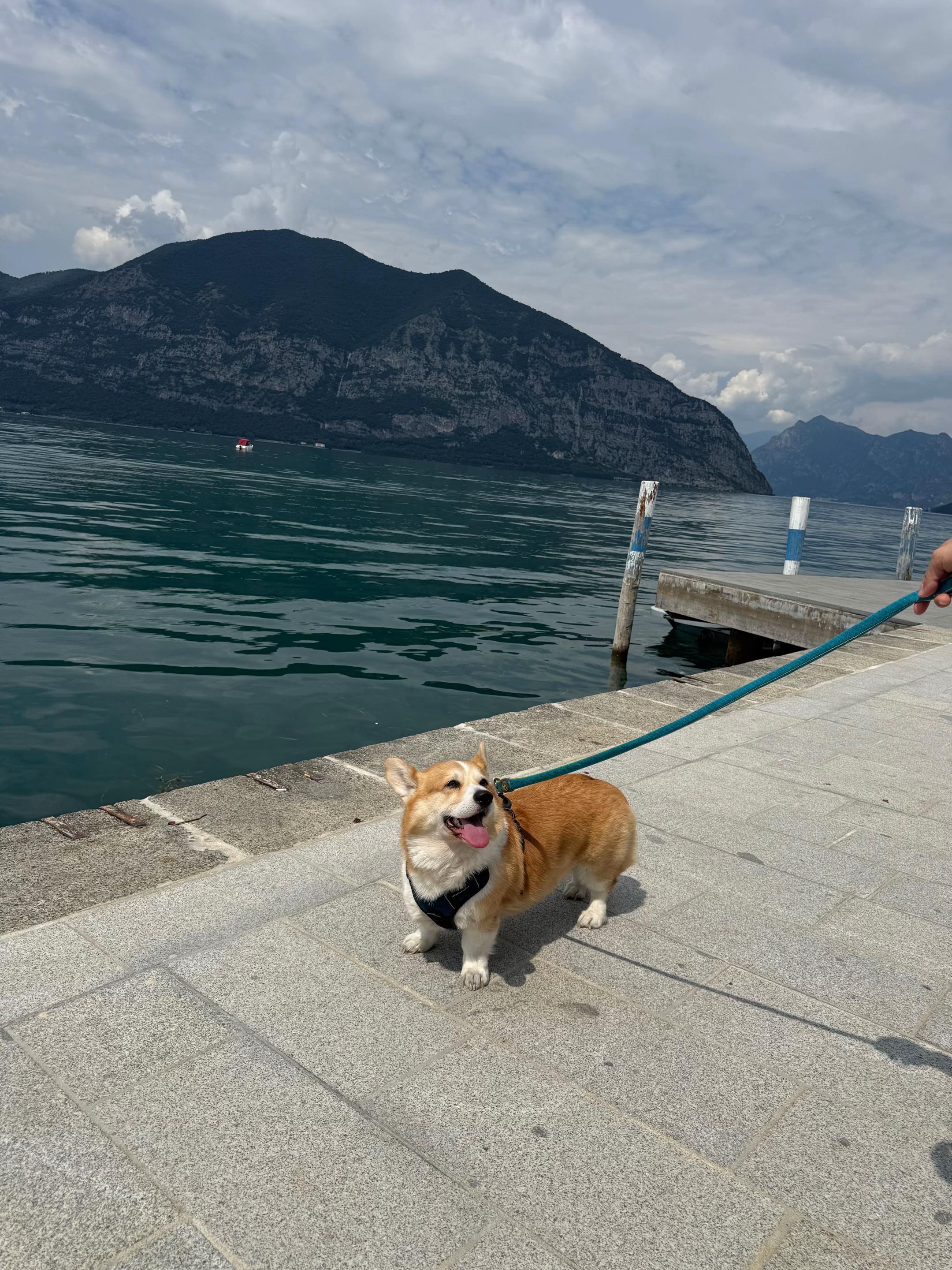 @Cheddar the Corgi