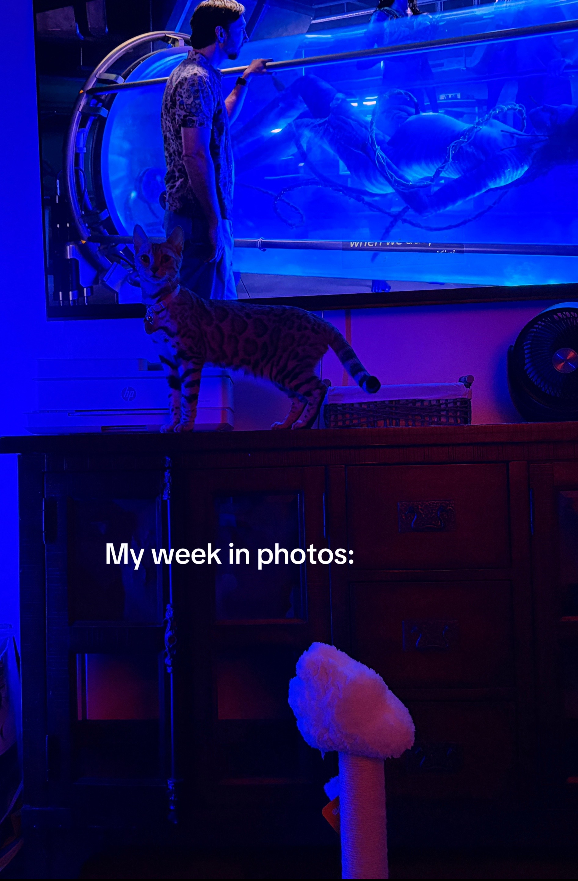 @Dinonuggzz