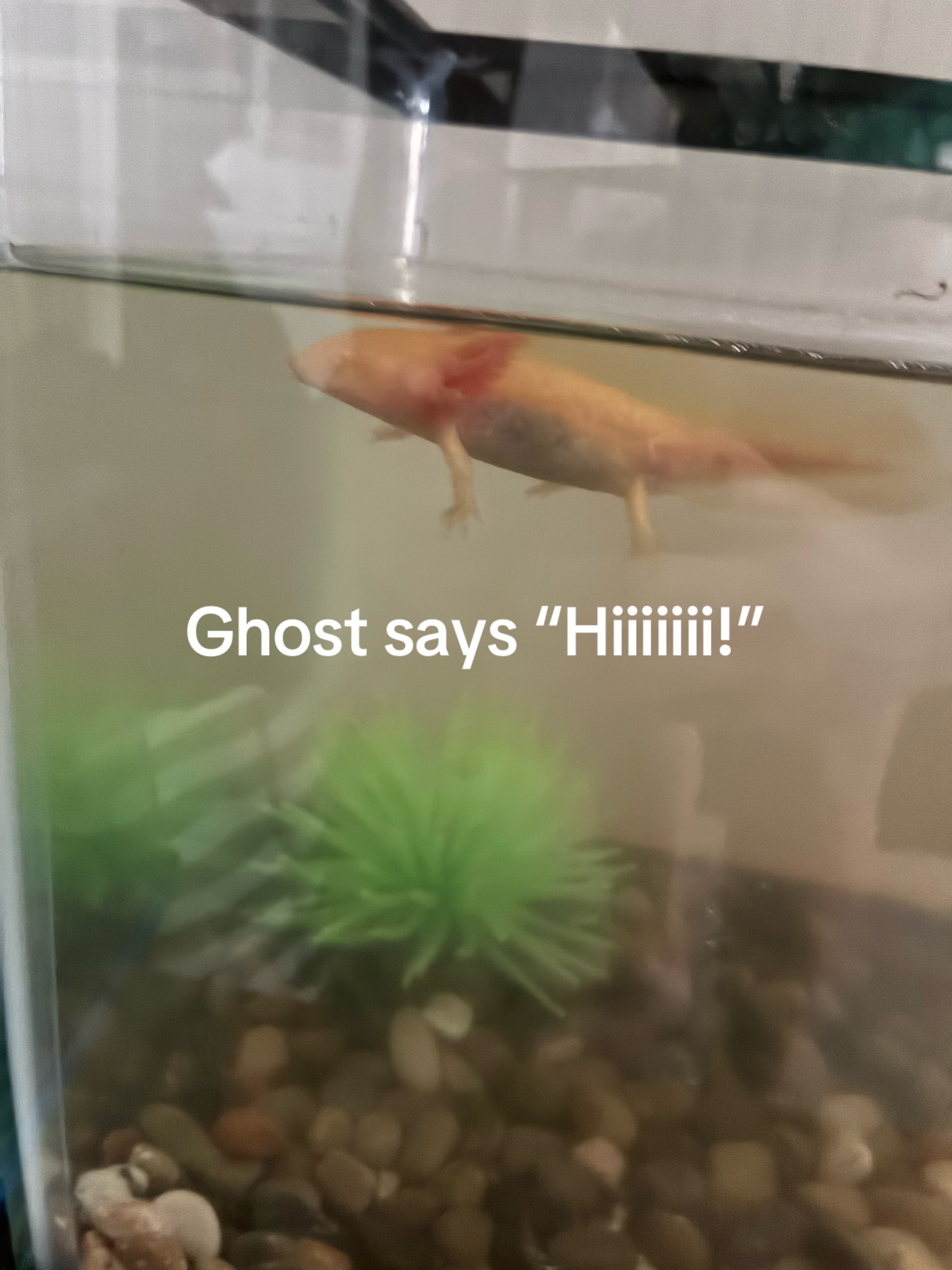 @ZMR Ghosted