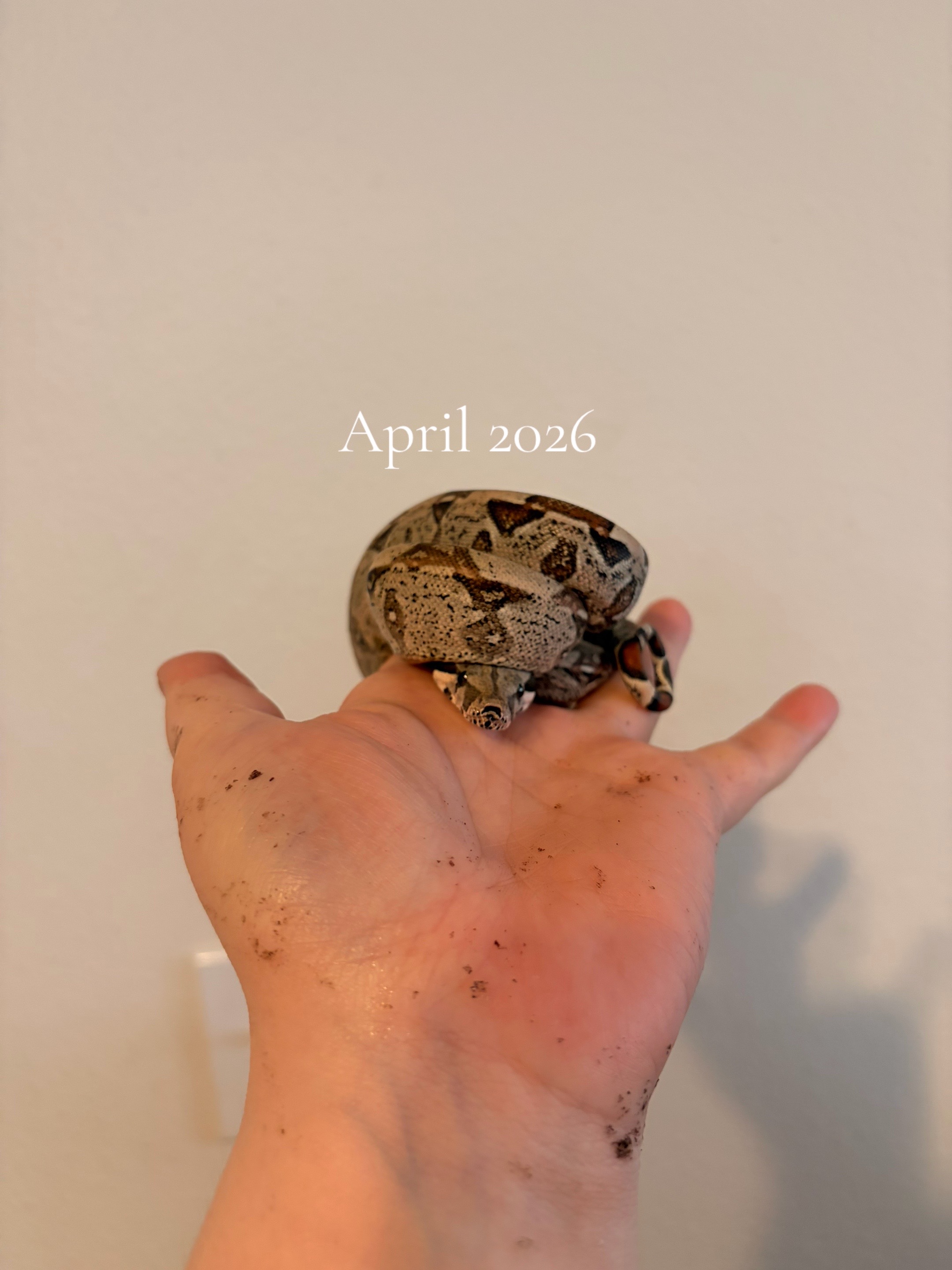 @kaciandherballs