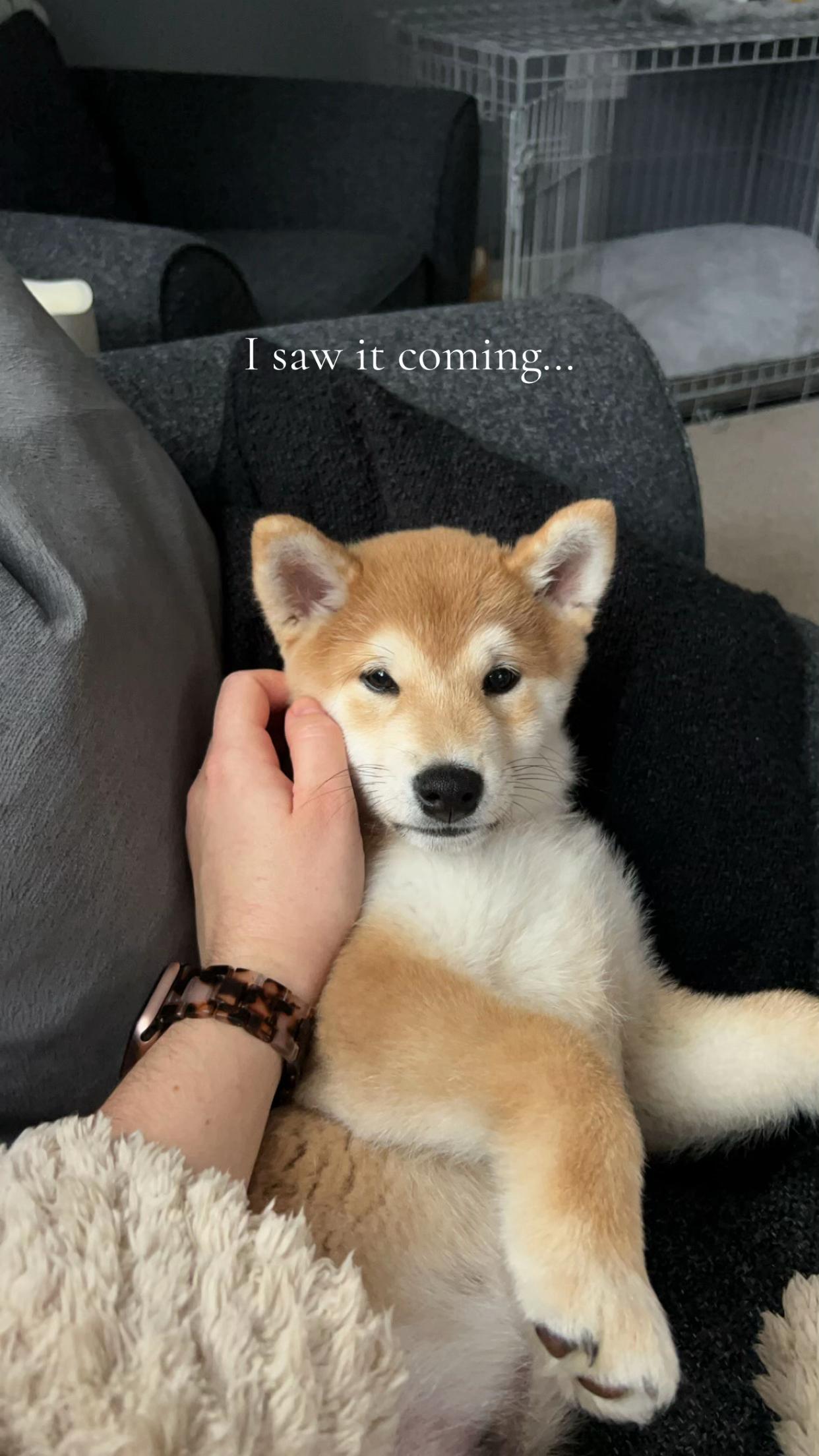 @Kenzo the Shiba