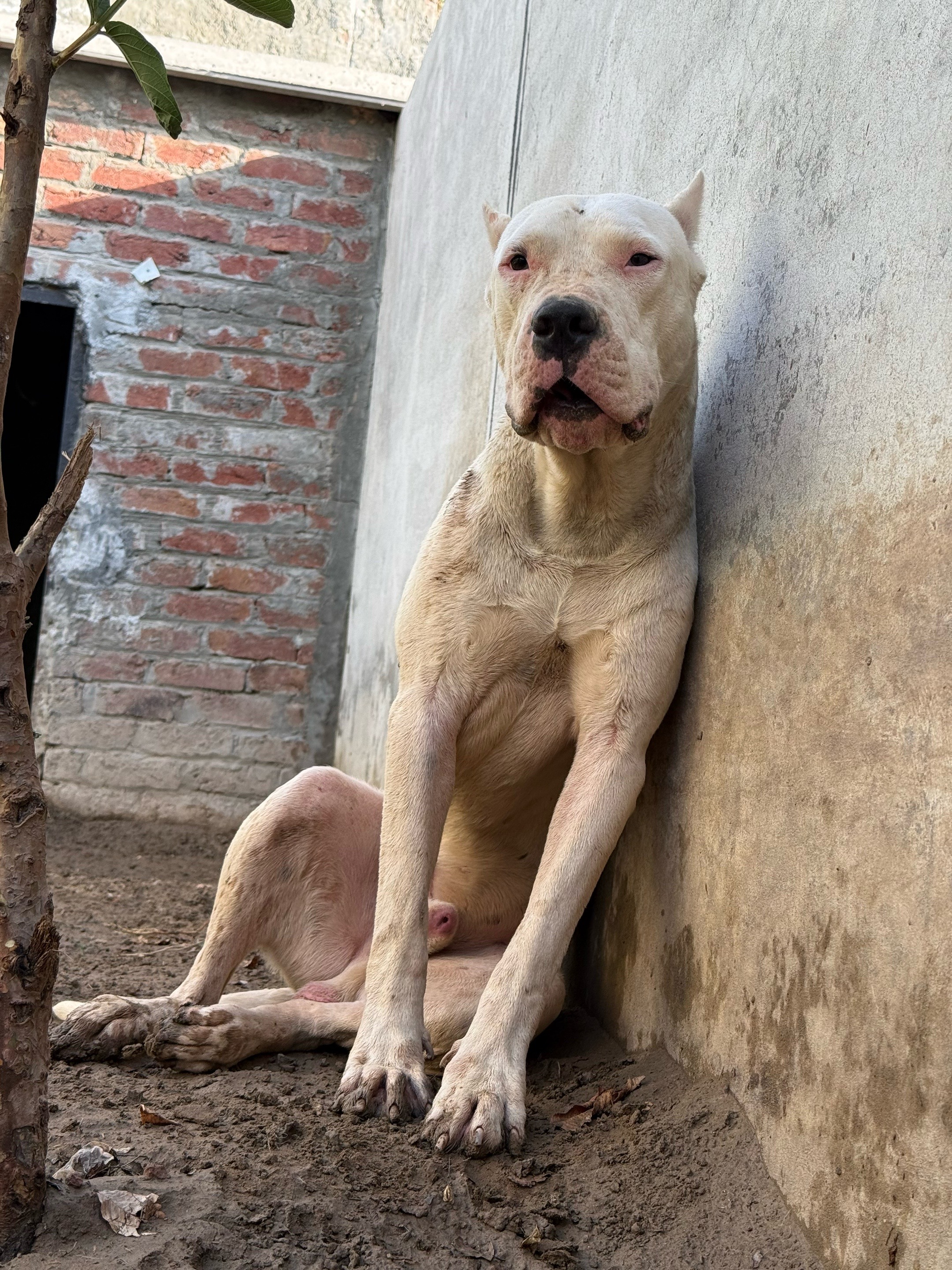 @LIGER the DOGO ARGENTINO