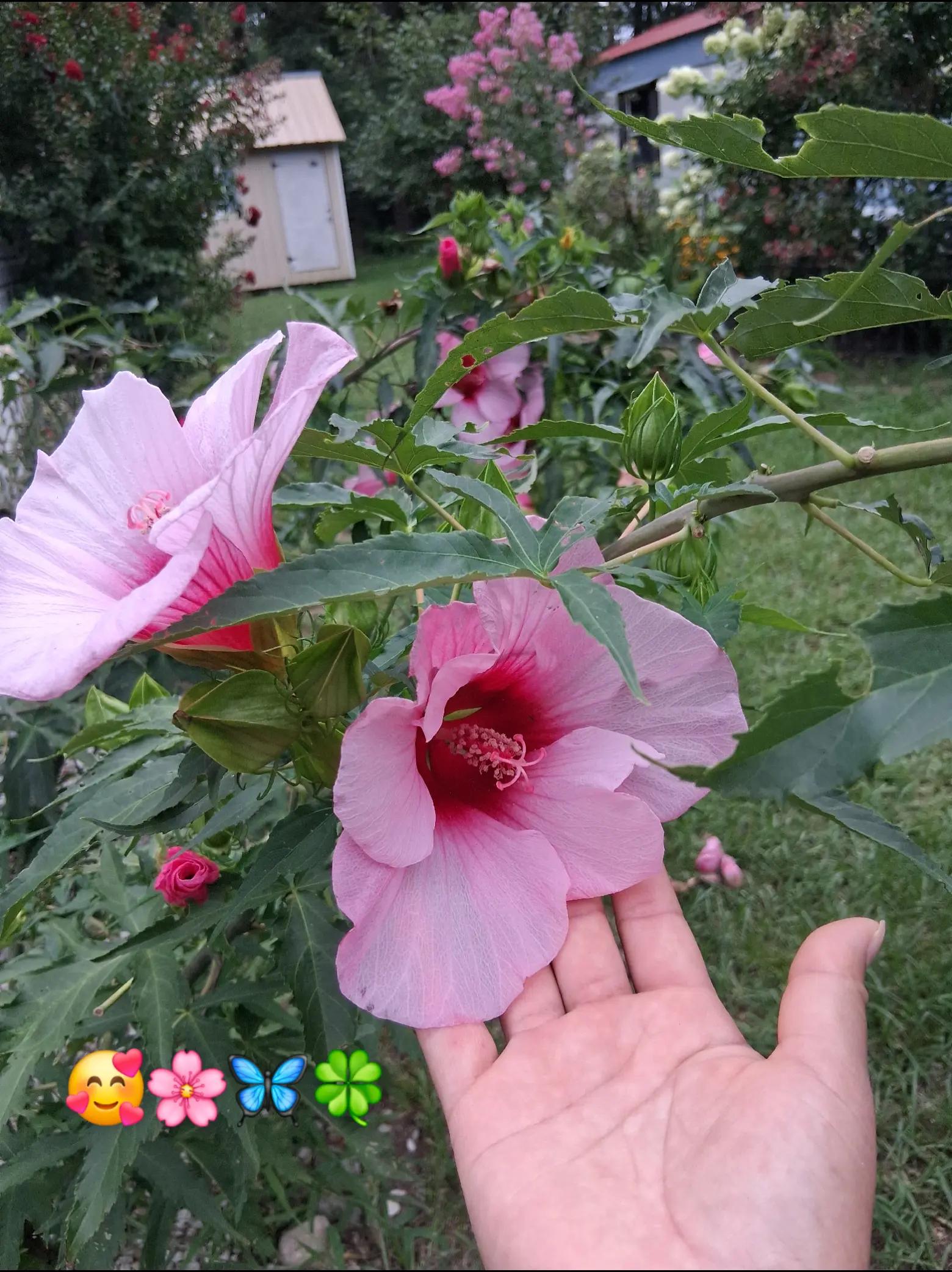 @🥰🍒Carolina Chilel☘️🍒