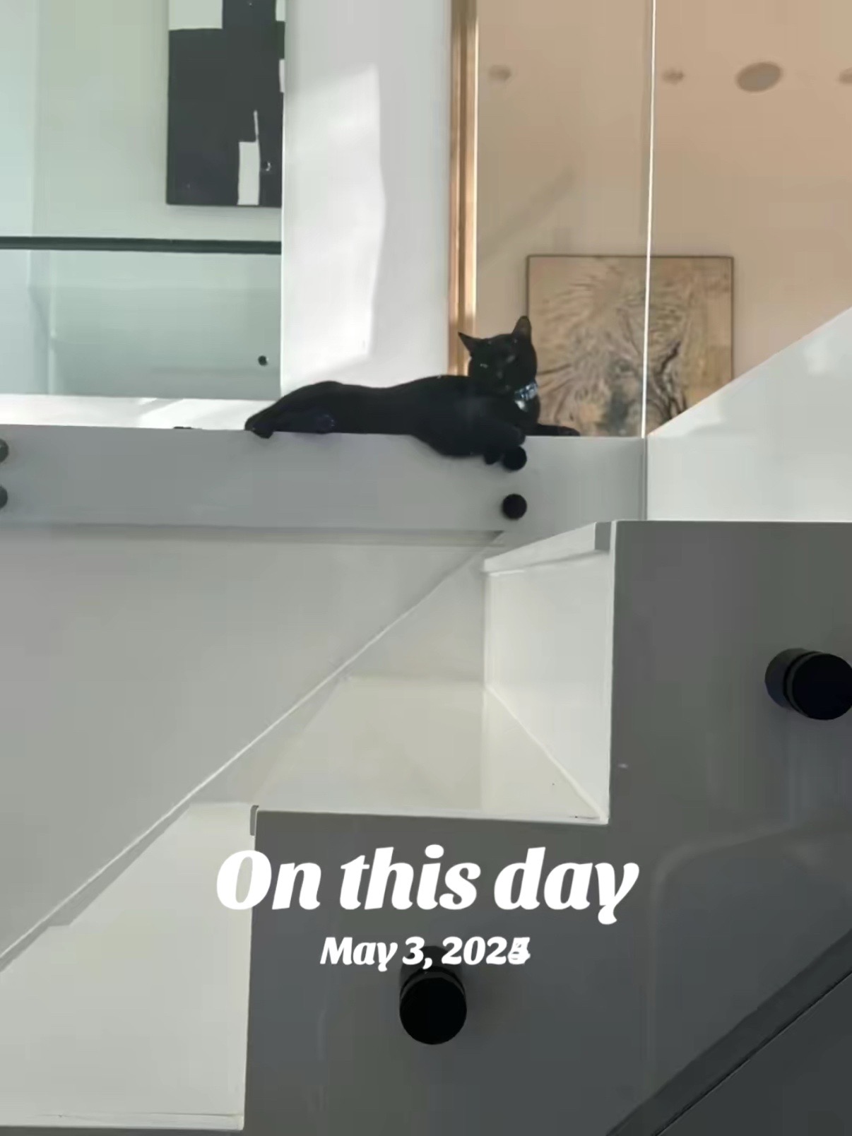 @Oscar&ensp;Jeremy&ensp;the&ensp;cat!