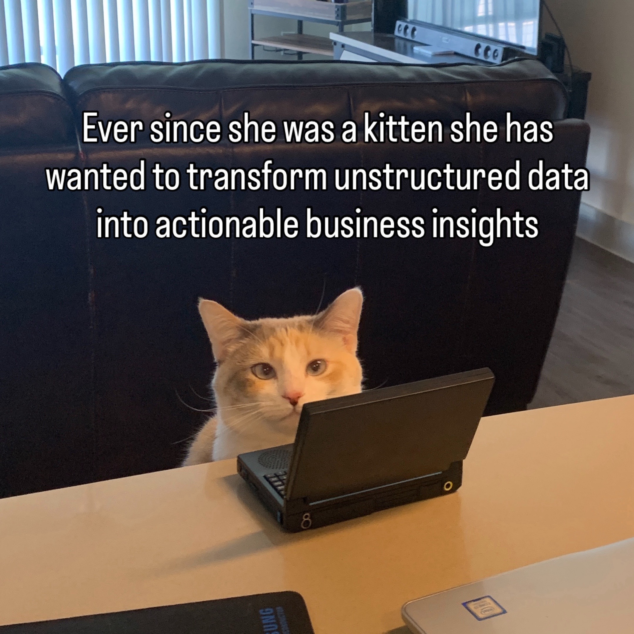 @Panko Cat