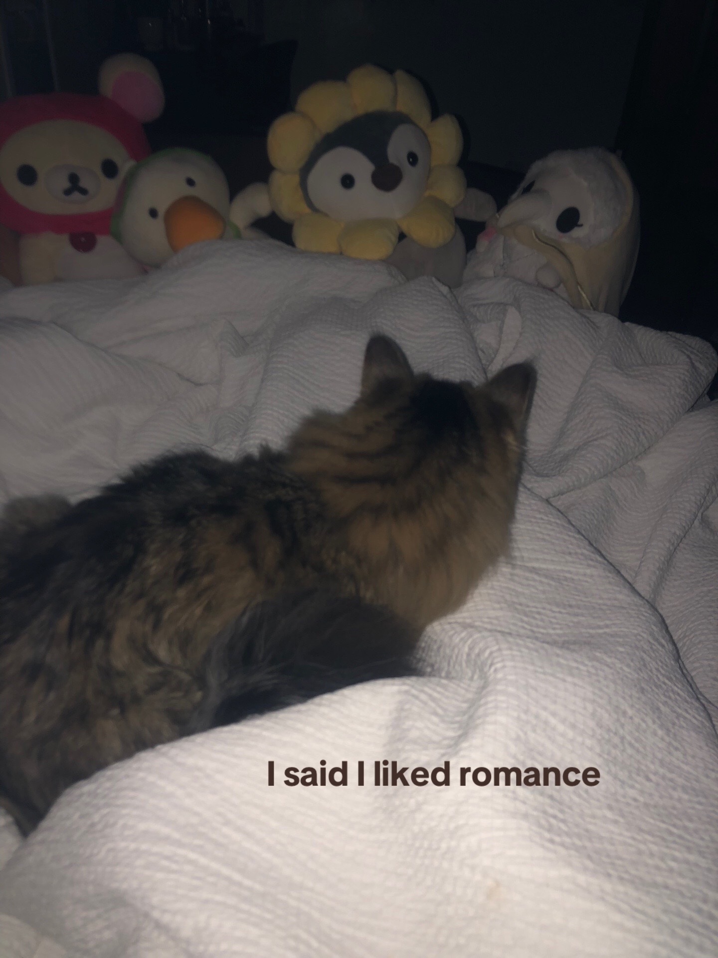 @˚୨୧⋆｡˚ ⋆