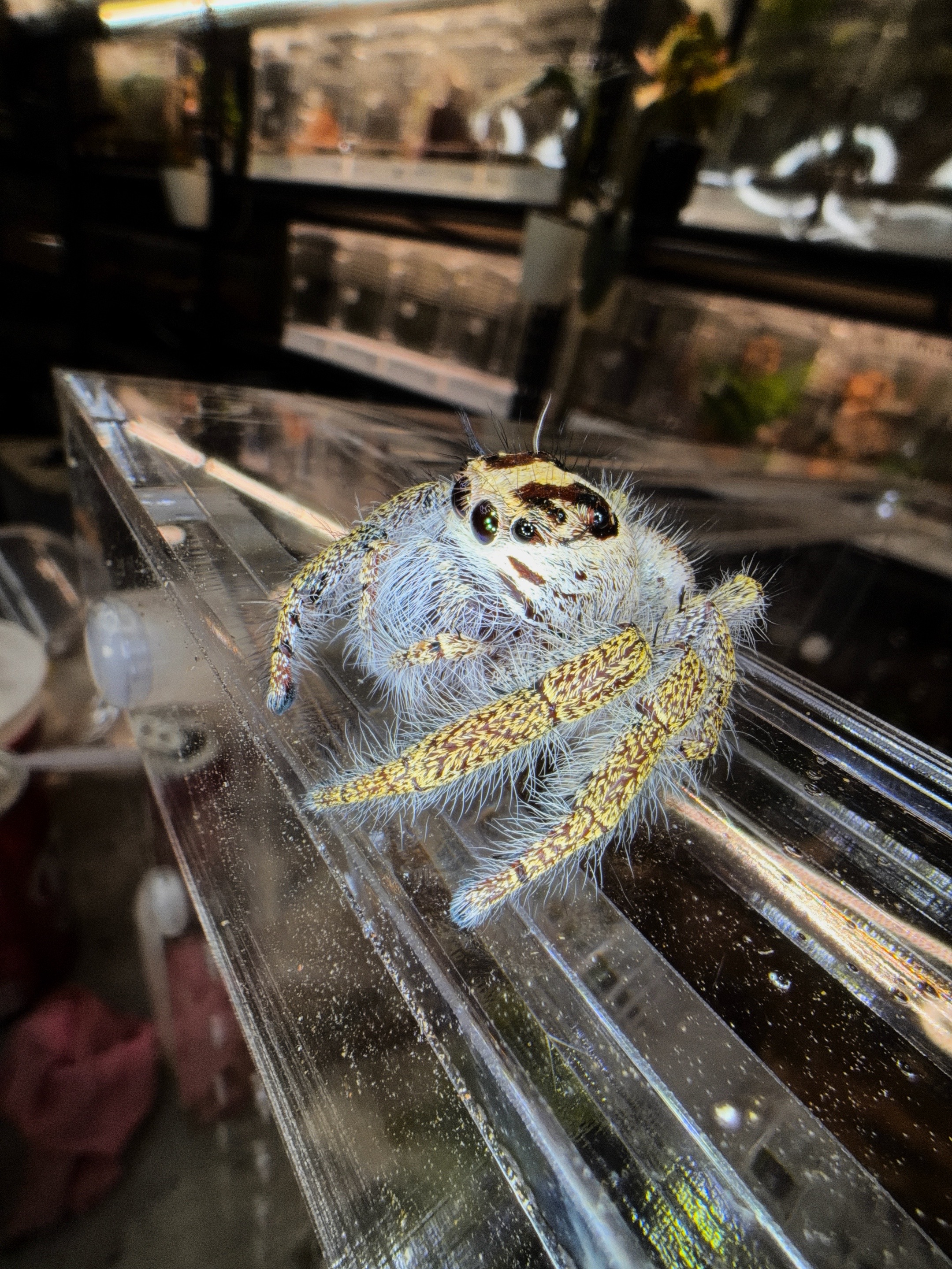 @Spider Conservatory