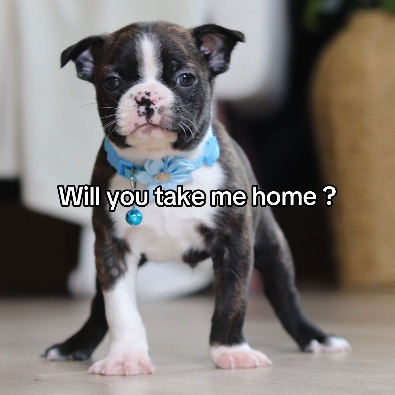 @Boston terriers for adoption