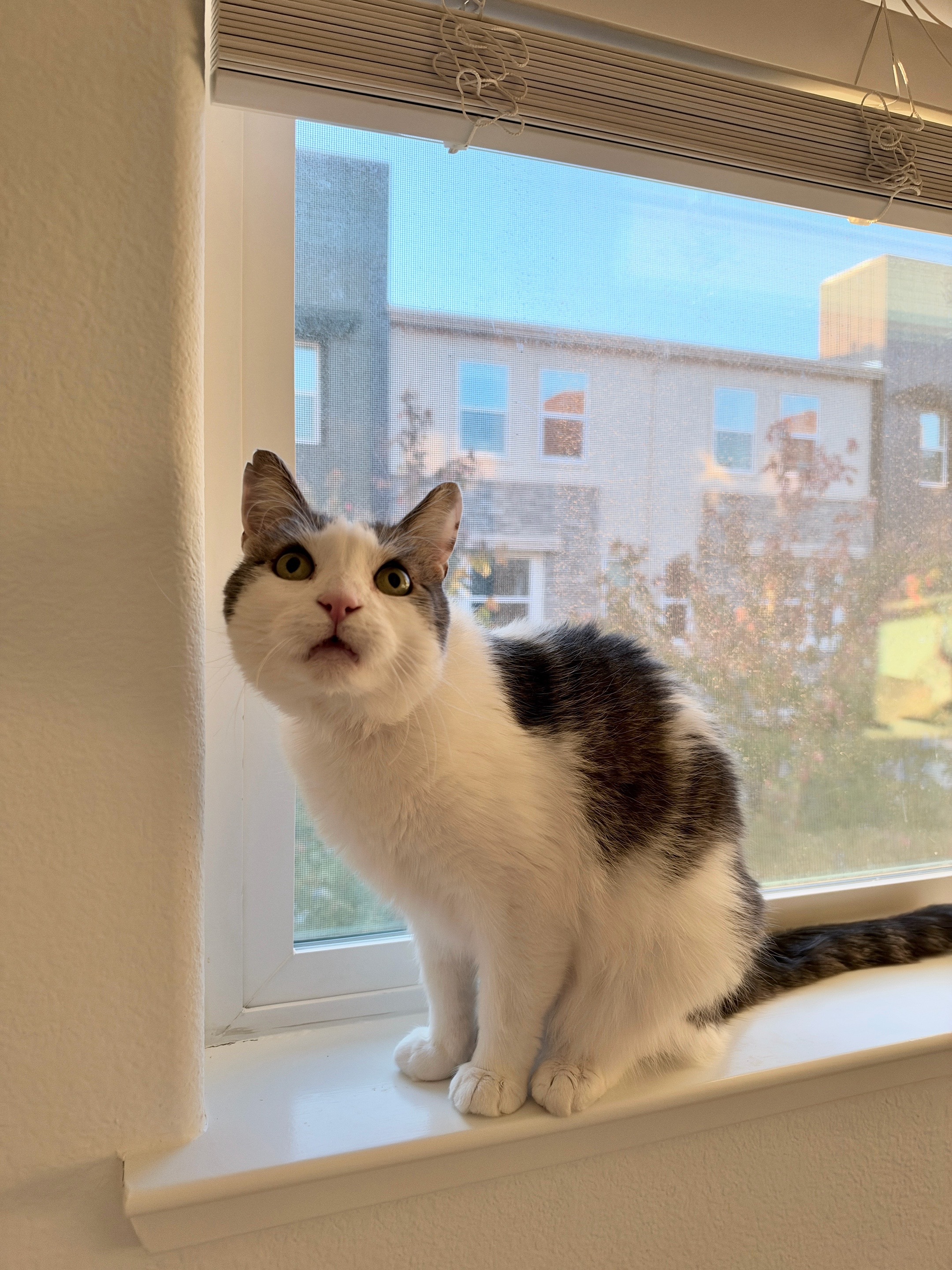 @Mimi Wawa Meow