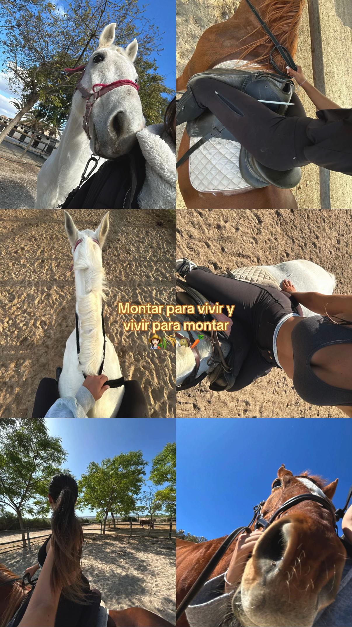 @MyHorse