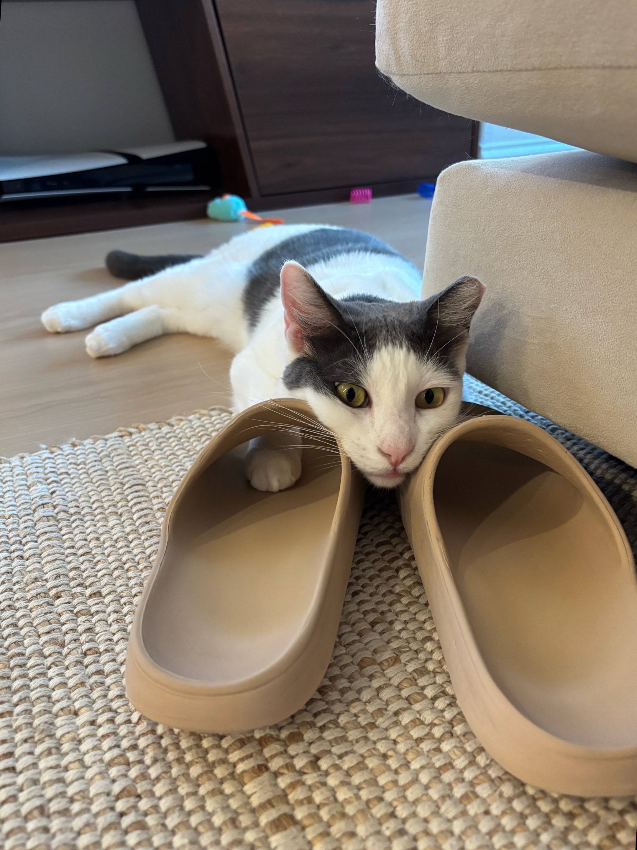 @Mimi Wawa Meow