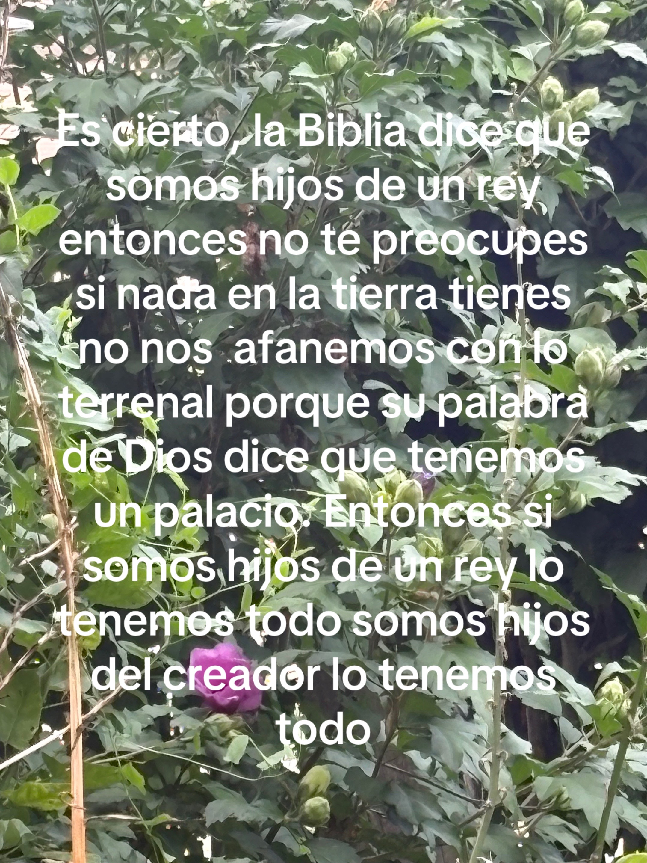 @Araceli vences