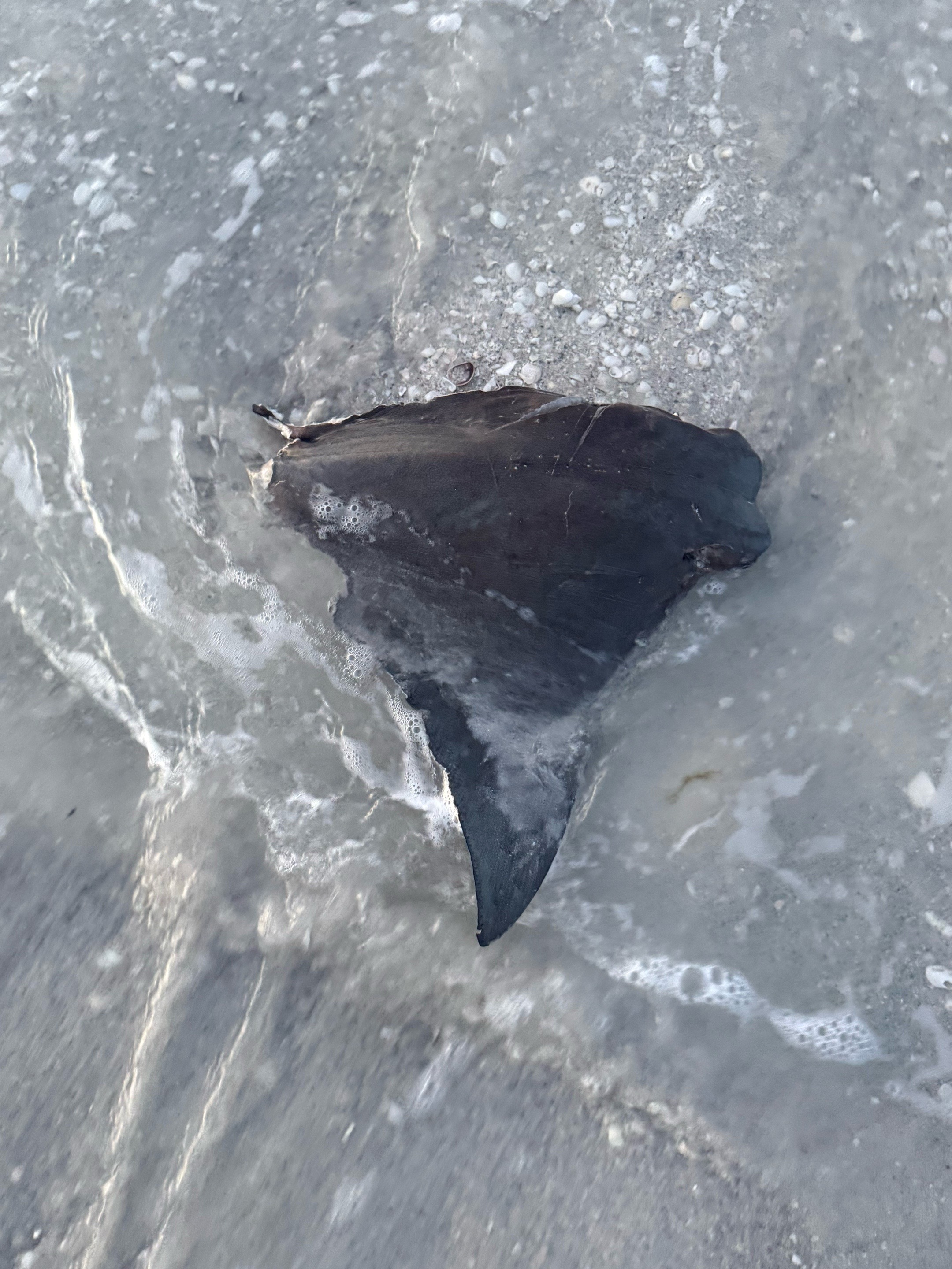 @Southwest Florida Shelling