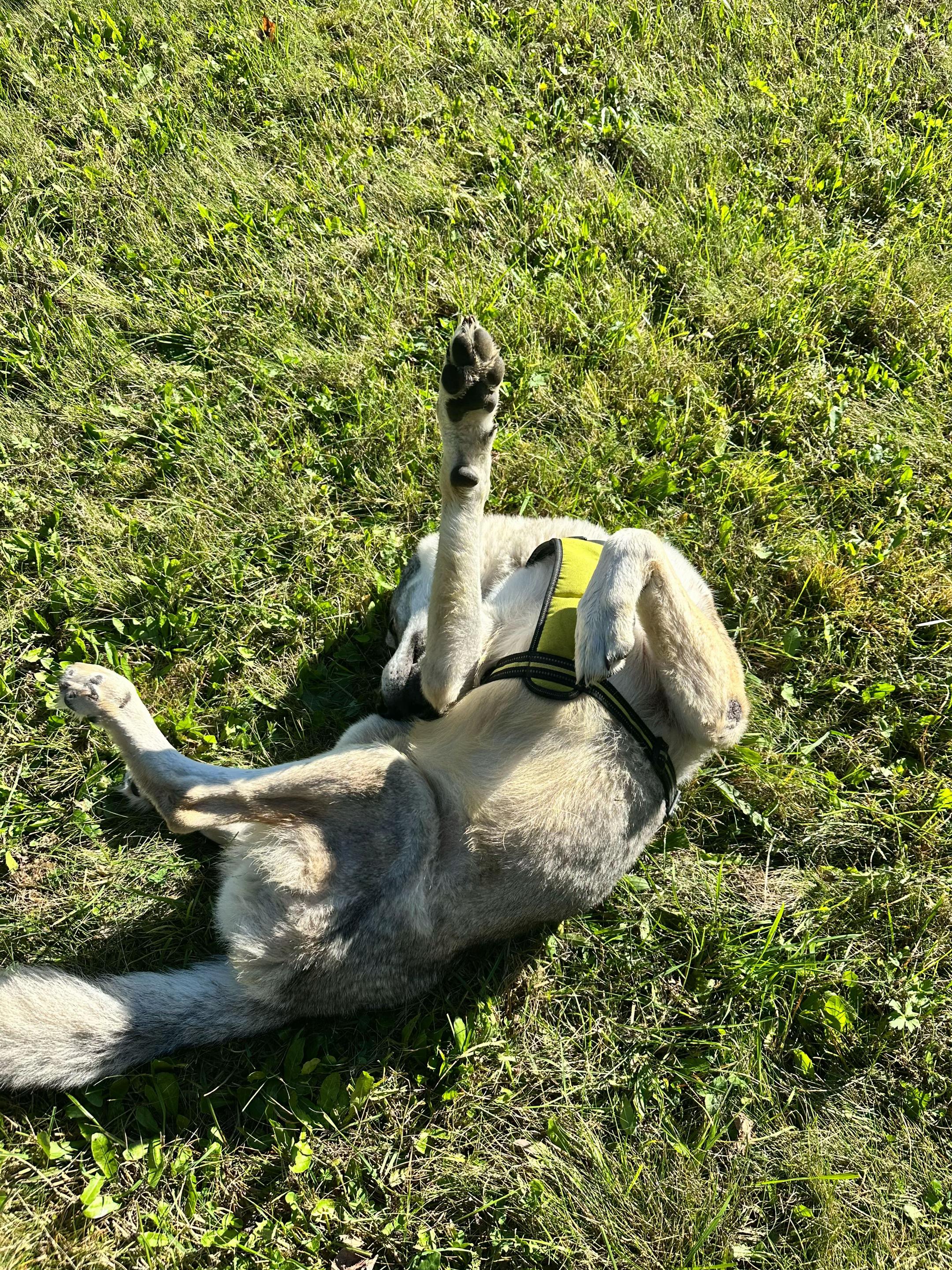 @Walking Wolf