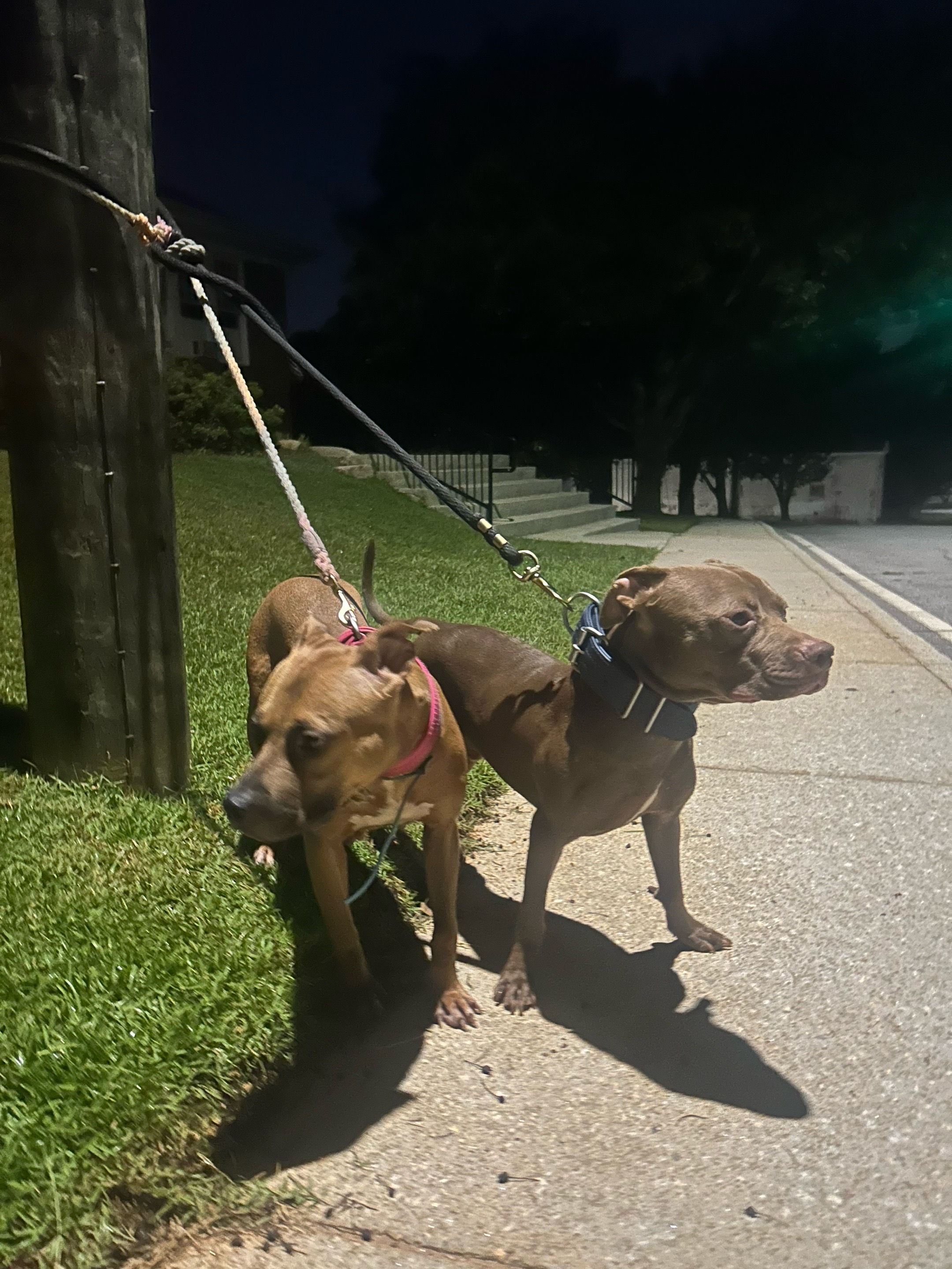 @Real Country Kennels