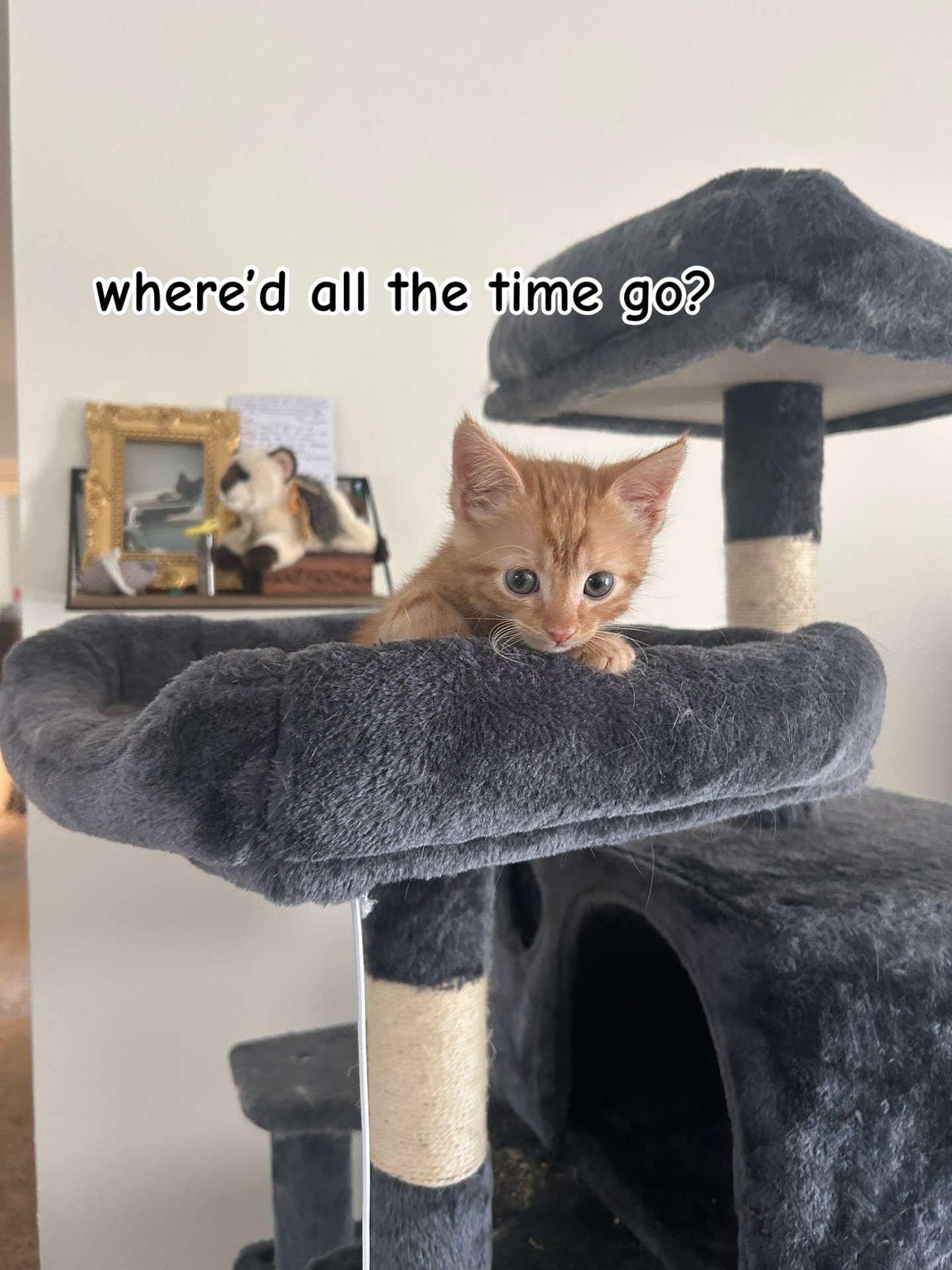 @lora’s lil crew 🐈⬛🫶🏼