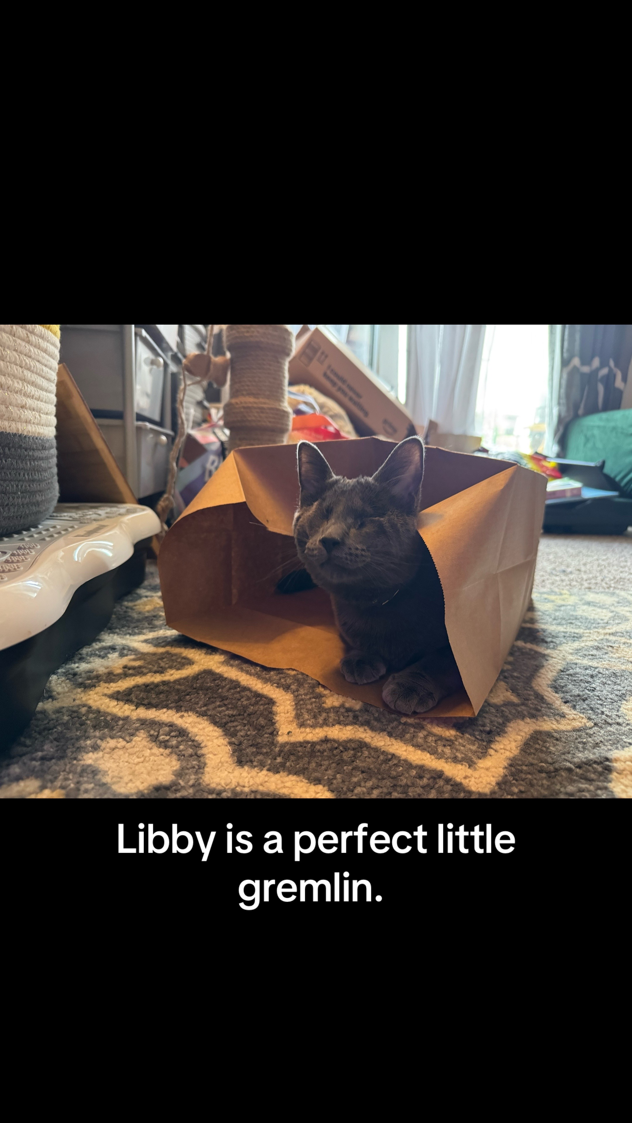 @my2blindcats