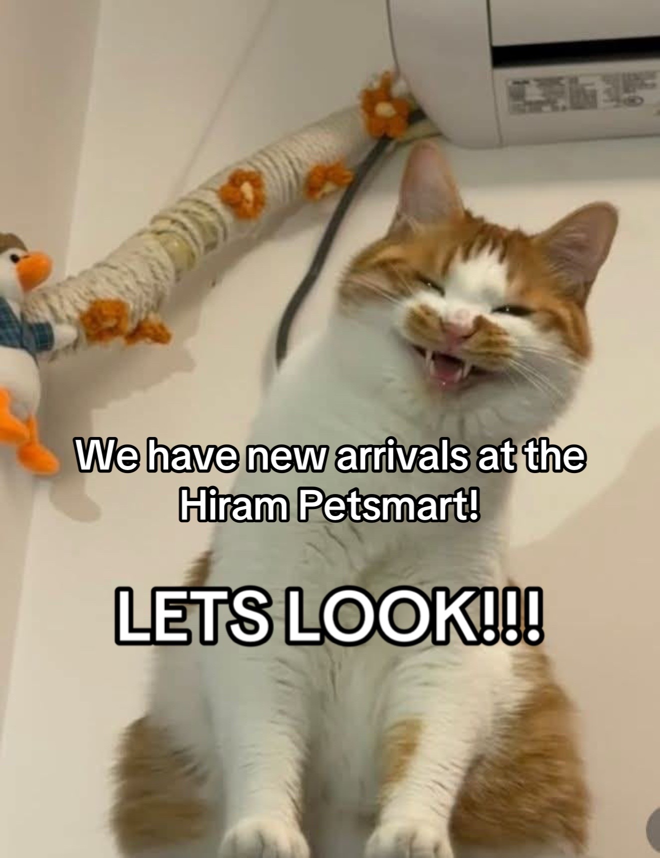 @KittyAngelRescue